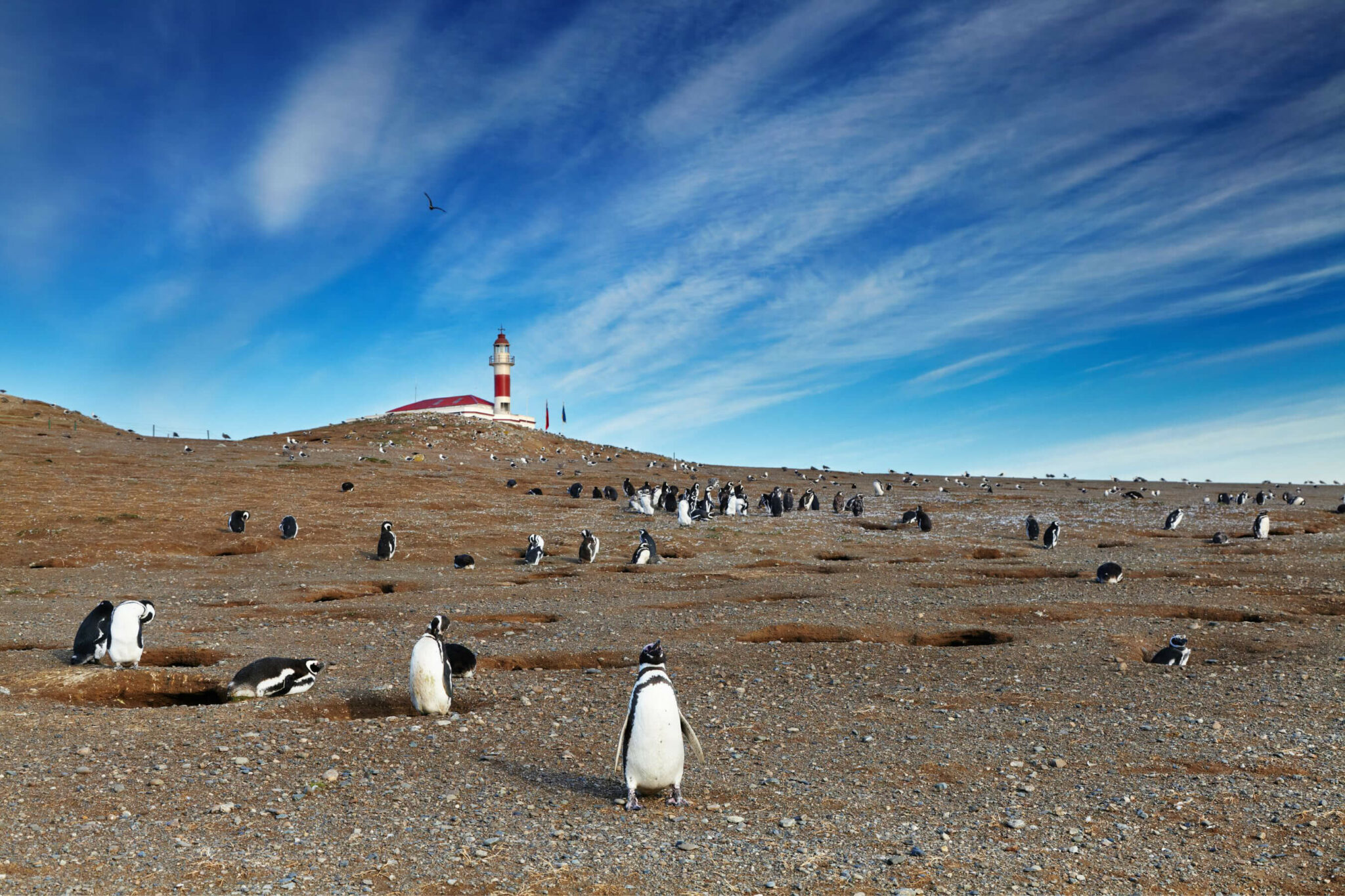 Penguins gather on a grassy hillside near a white lighthouse, with dark clouds streaking across the sky above.