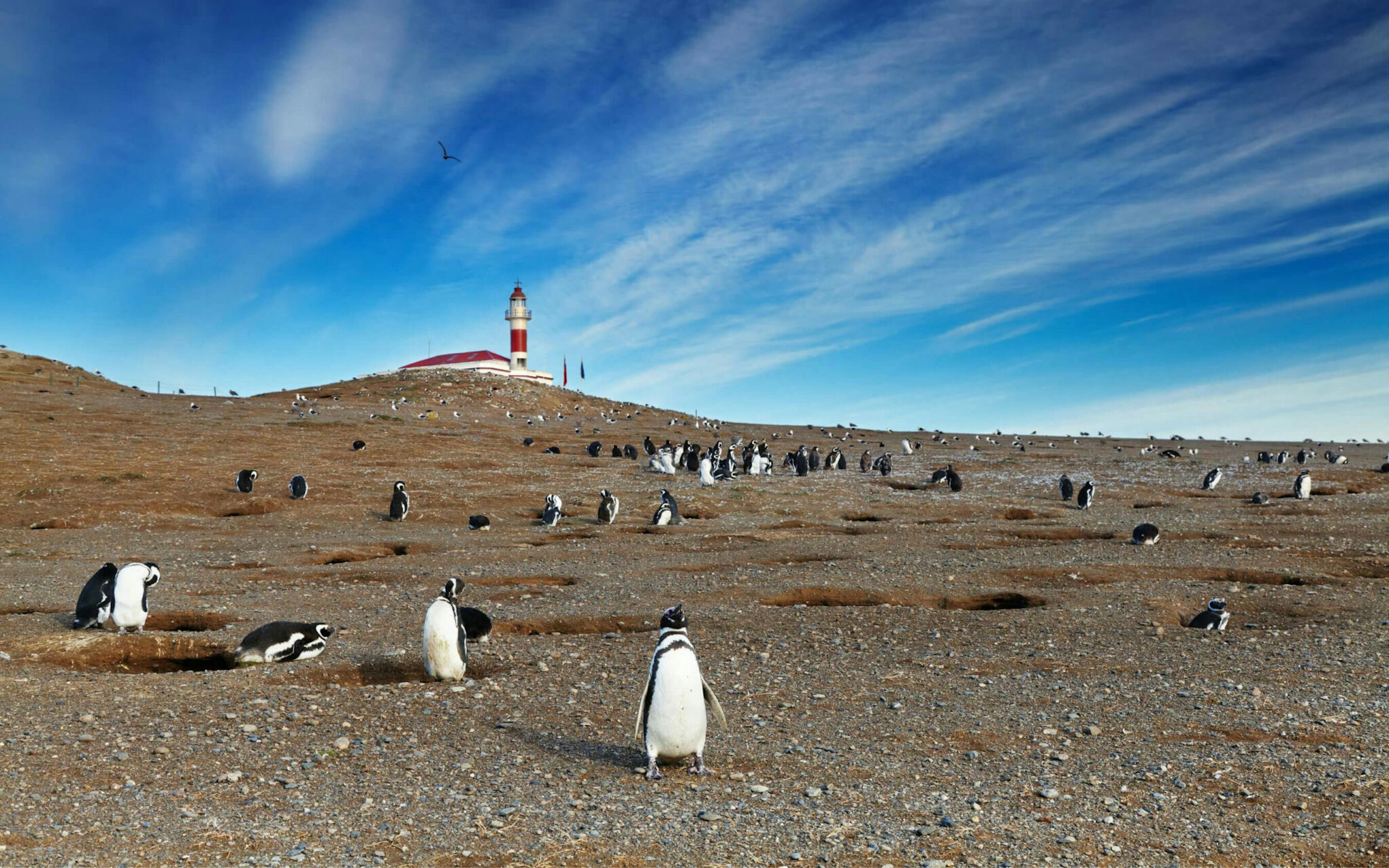 Penguins gather on a grassy hillside near a white lighthouse, with dark clouds streaking across the sky above.