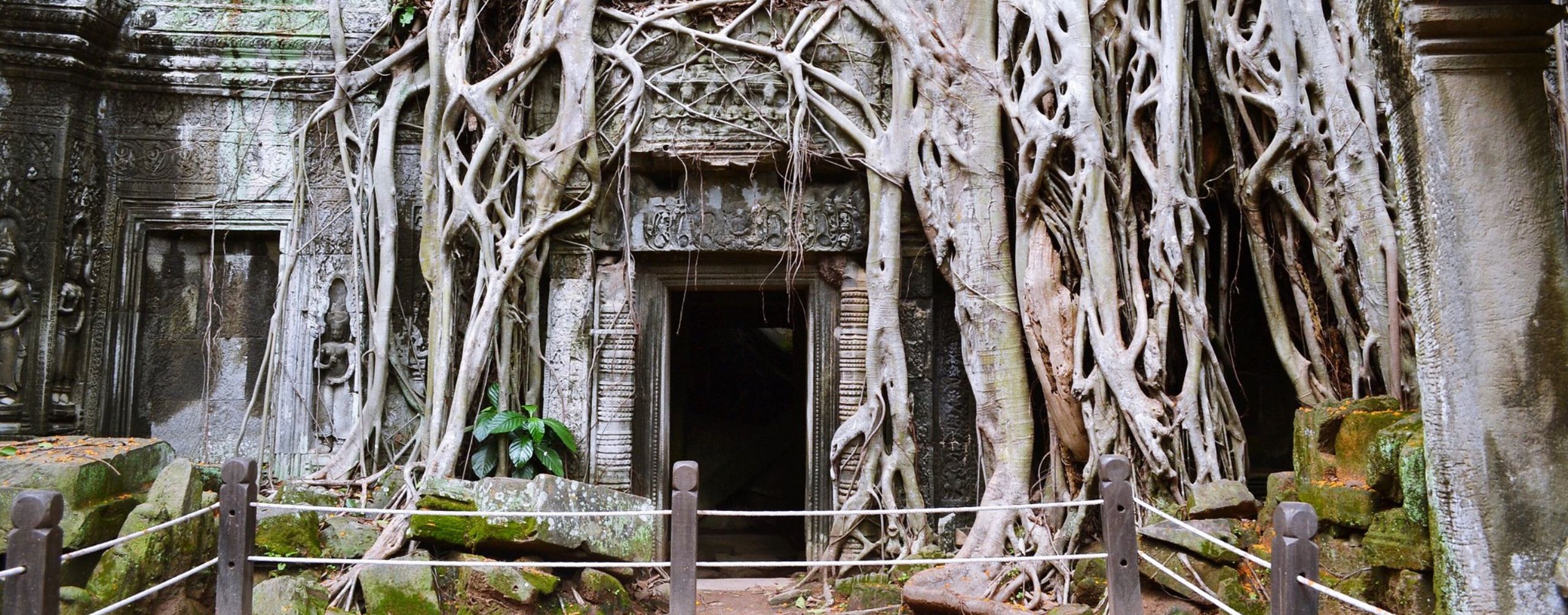 Massive tree roots wrap Ta Prohm’s stone doorway, forming a tangled arch over weathered blocks and shaded walls.