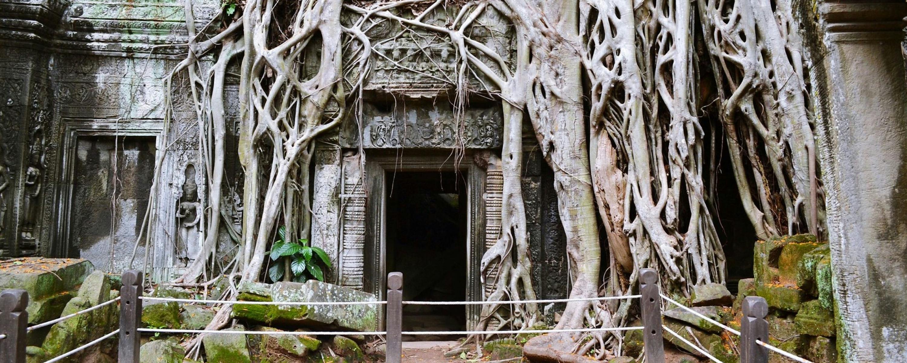 Massive tree roots wrap Ta Prohm’s stone doorway, forming a tangled arch over weathered blocks and shaded walls.