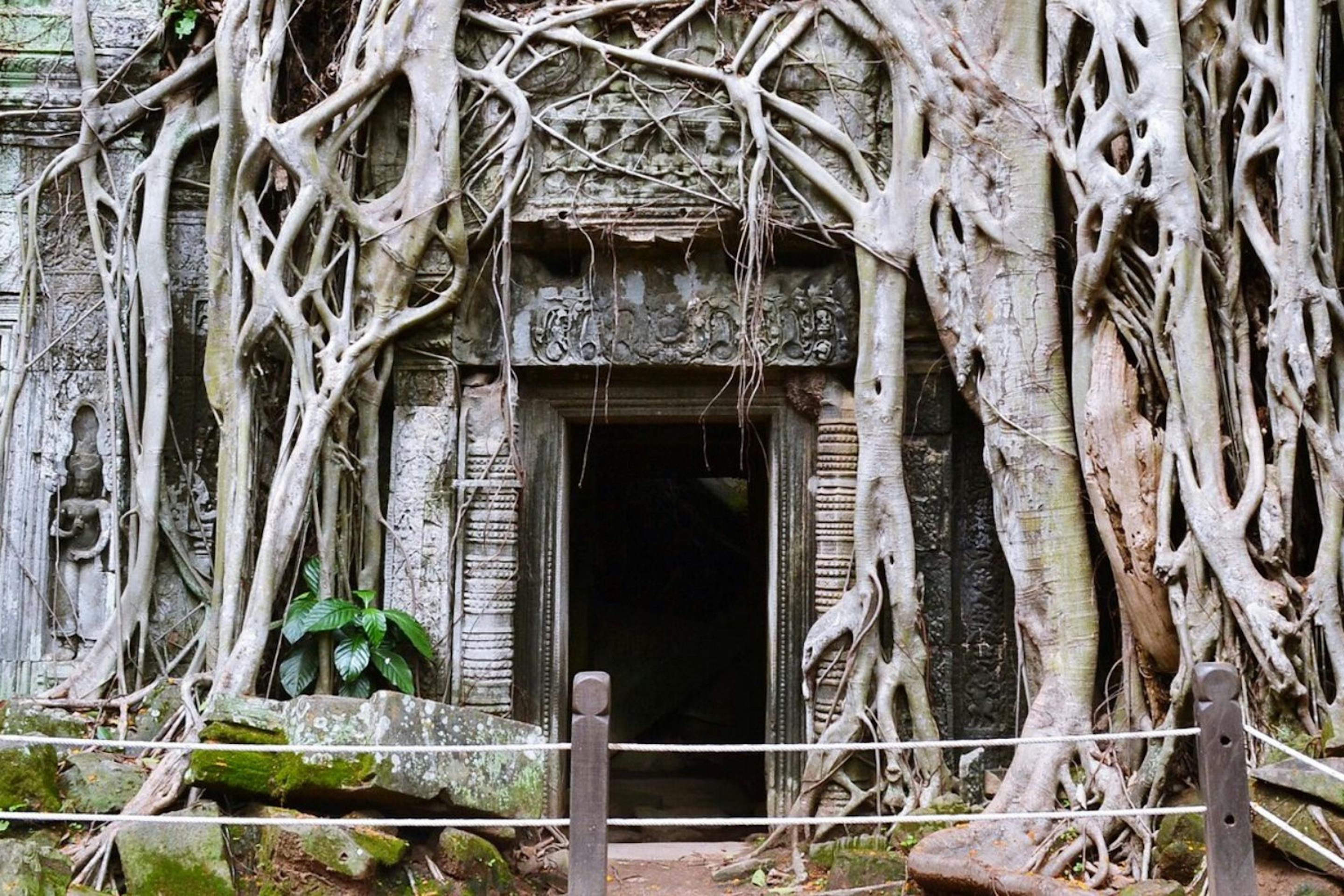 Massive tree roots wrap Ta Prohm’s stone doorway, forming a tangled arch over weathered blocks and shaded walls.