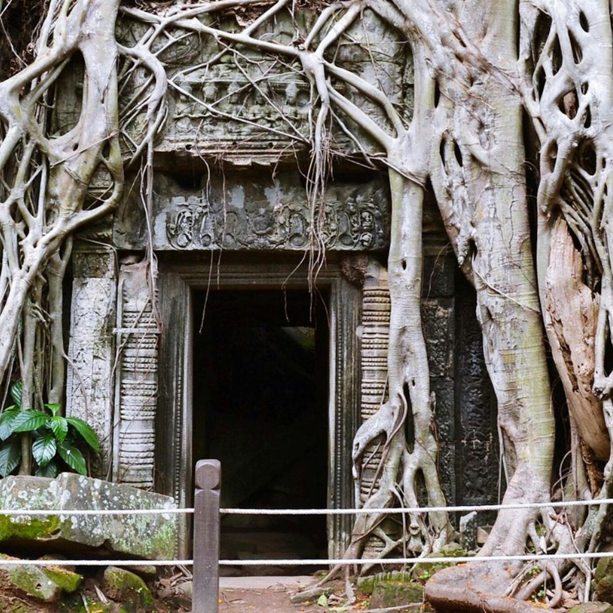Massive tree roots wrap Ta Prohm’s stone doorway, forming a tangled arch over weathered blocks and shaded walls.