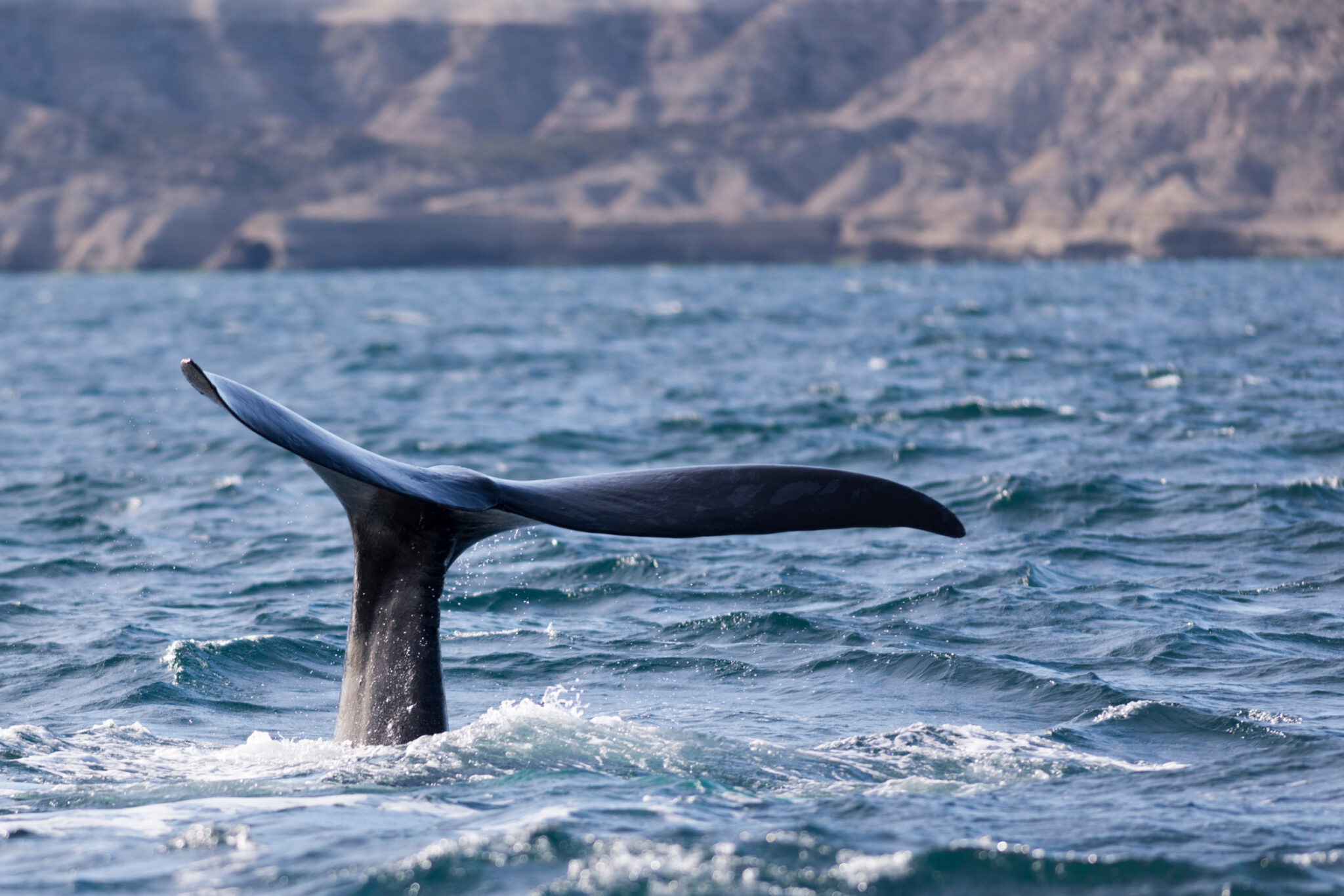 A whale’s tail lifts above choppy blue water near a hazy coastline, sending ripples across the sea surface.