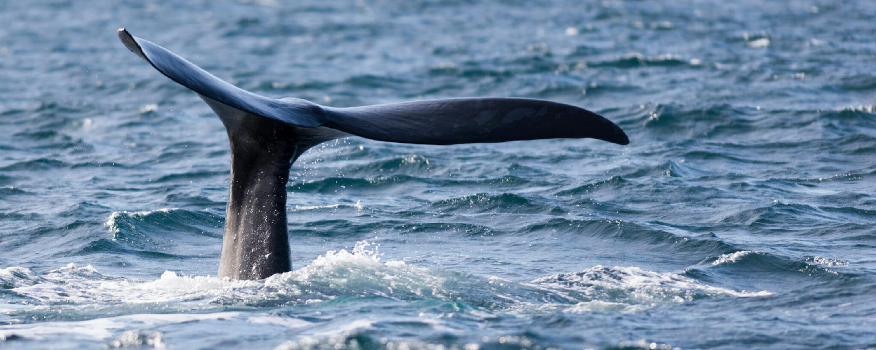 A whale’s tail lifts above choppy blue water near a hazy coastline, sending ripples across the sea surface.