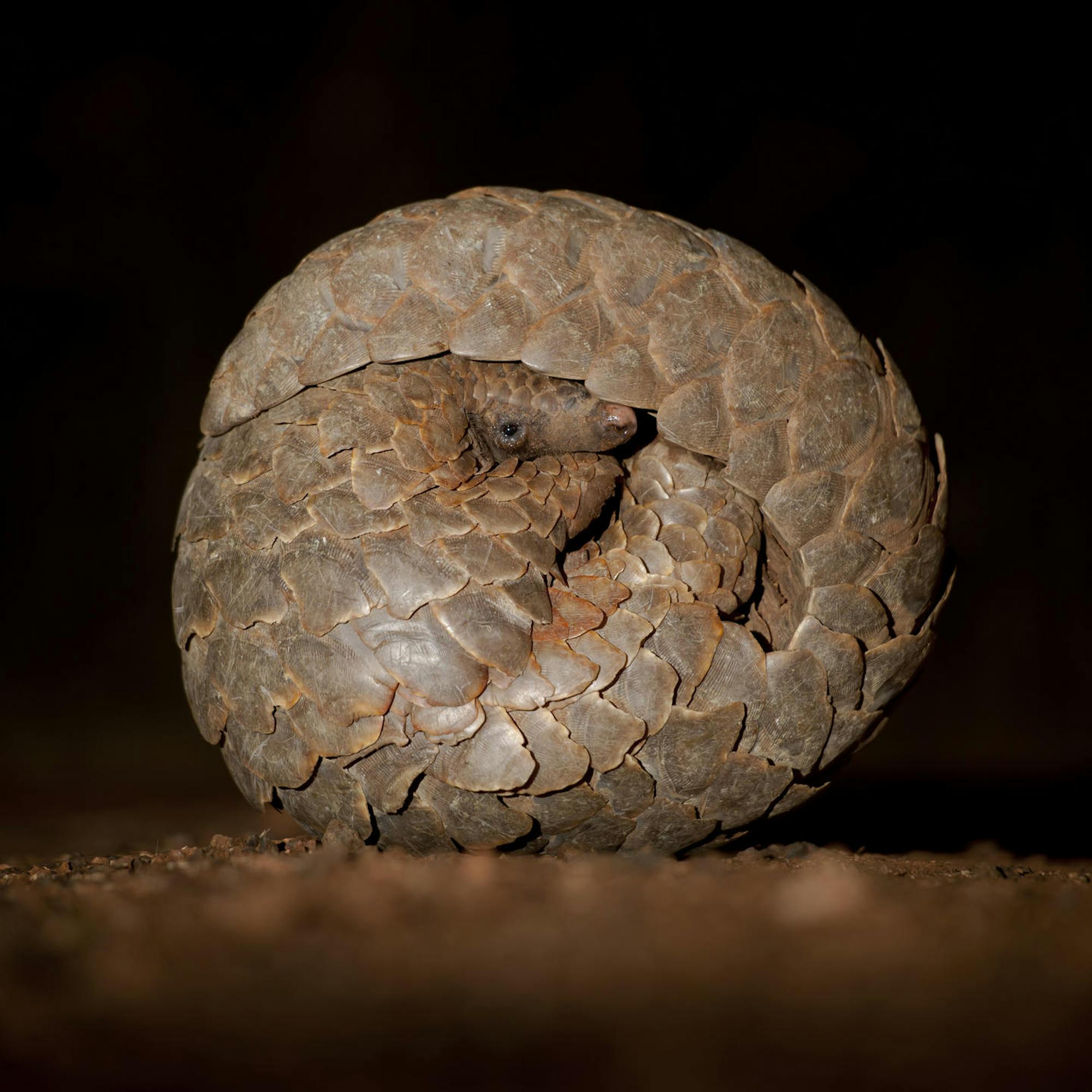 A curled pangolin rests on a dark background, its scales forming a tight ball lit dramatically from one side.