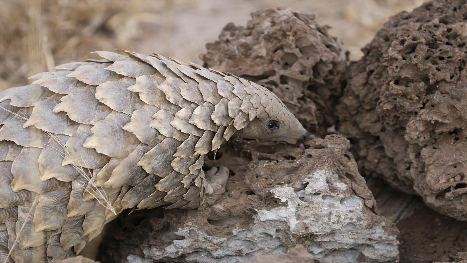 Close-up of a pangolin nosing through loose soil, its scaled head and foreclaws digging into a small mound.