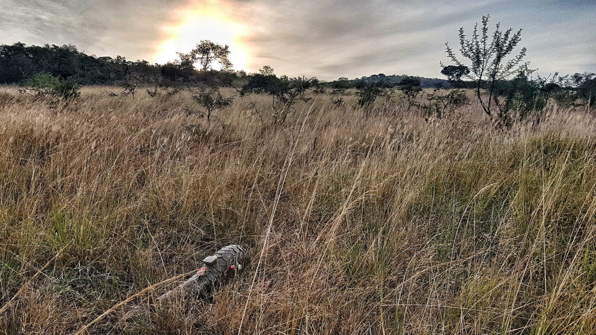 A pangolin moves through tall grass at sunset, backlit by orange light with a lone tree silhouetted on the horizon.