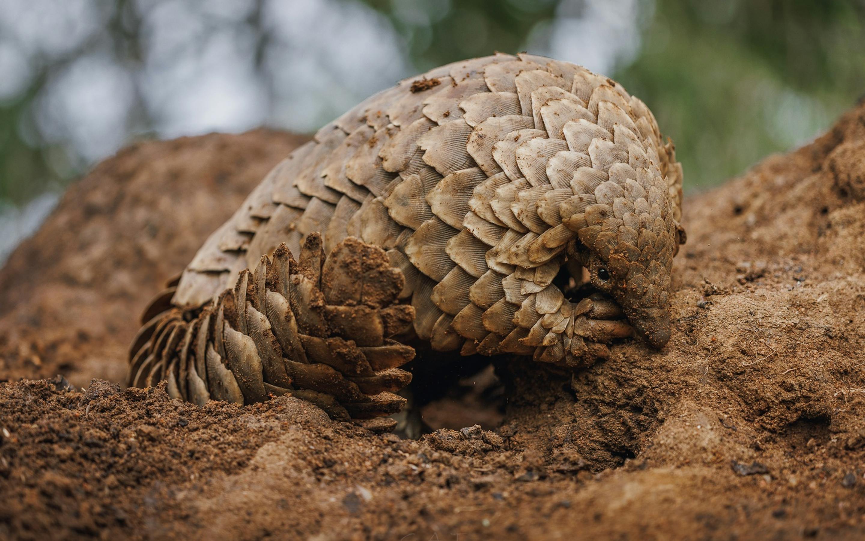 A pangolin lies curled on reddish soil, its overlapping scales forming a tight spiral beside small clumps of dirt.