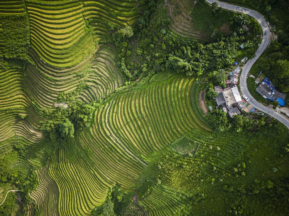 Aerial view of terraced rice fields curves around a hillside road and small buildings among bright green paddies.