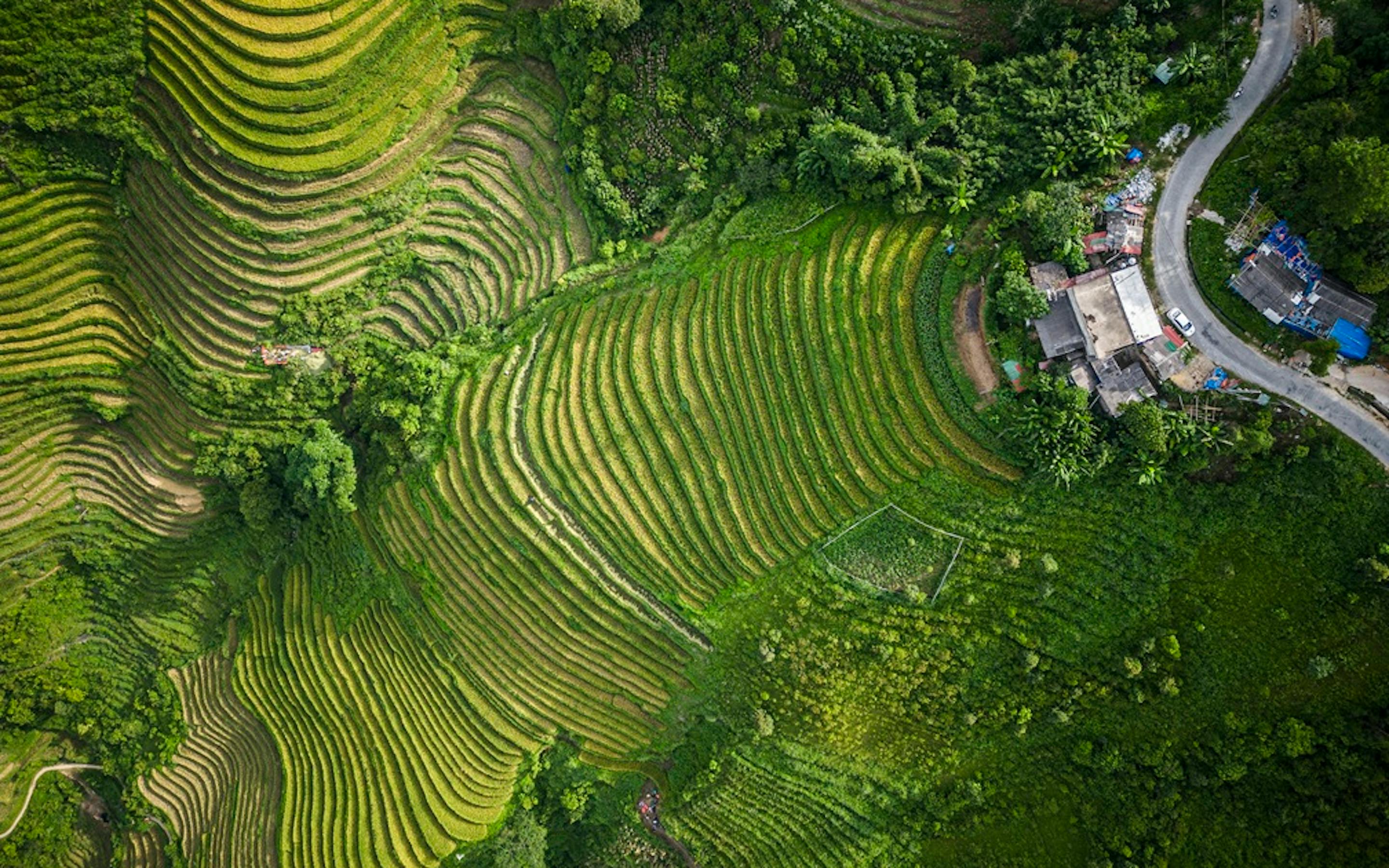 Aerial view of terraced rice fields curves around a hillside road and small buildings among bright green paddies.