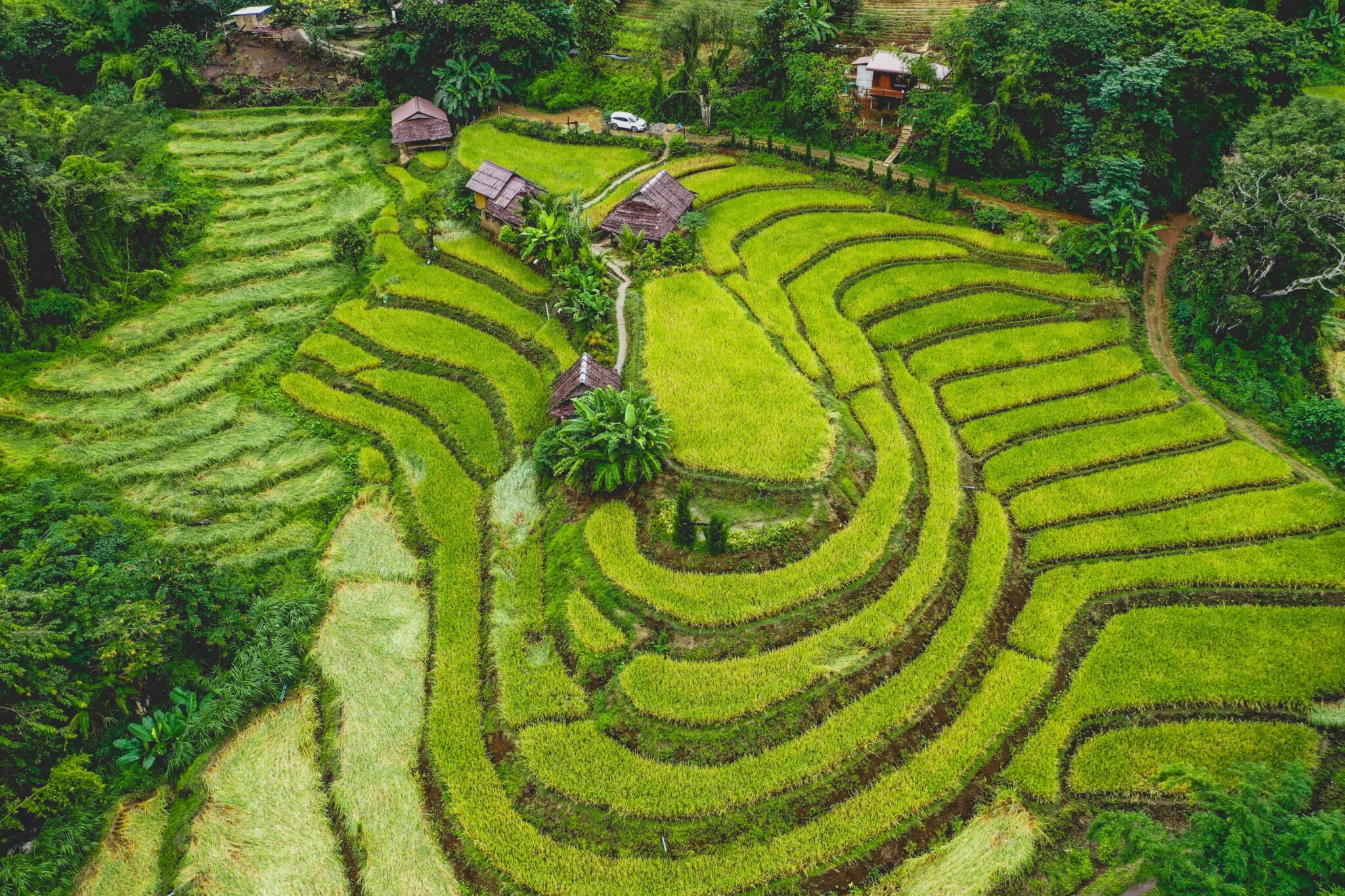 Curving rice terraces ripple across green hills near Chiang Mai, with narrow paths and small huts among the fields.