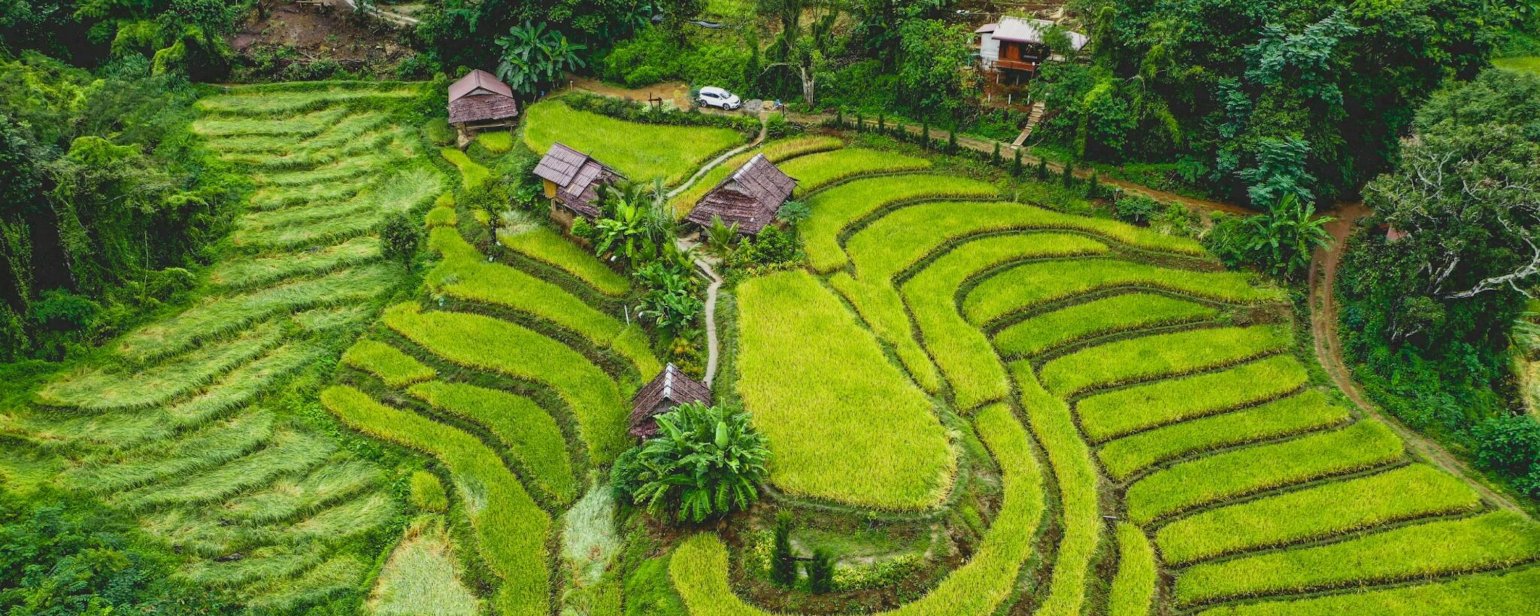 Curving rice terraces ripple across green hills near Chiang Mai, with narrow paths and small huts among the fields.