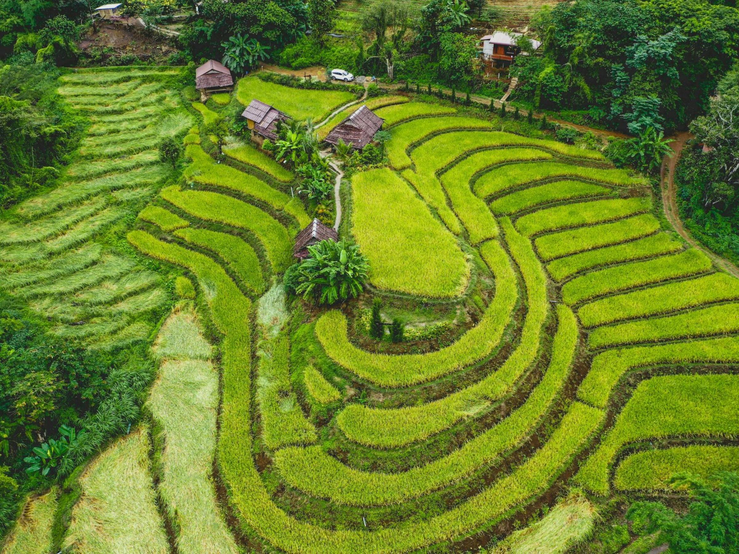 Curving rice terraces ripple across green hills near Chiang Mai, with narrow paths and small huts among the fields.