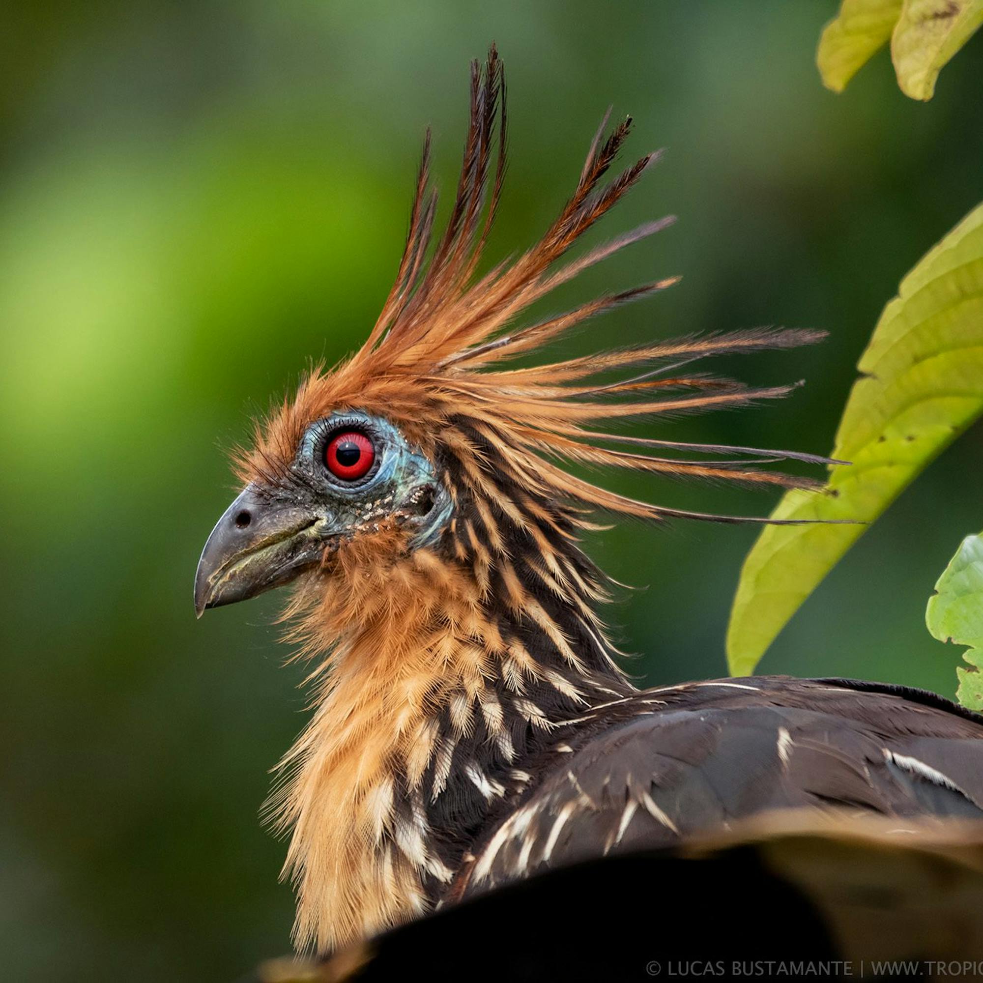 A hoatzin with a spiky crest perches in leafy branches, its red eye and orange plumage sharp against green blur.