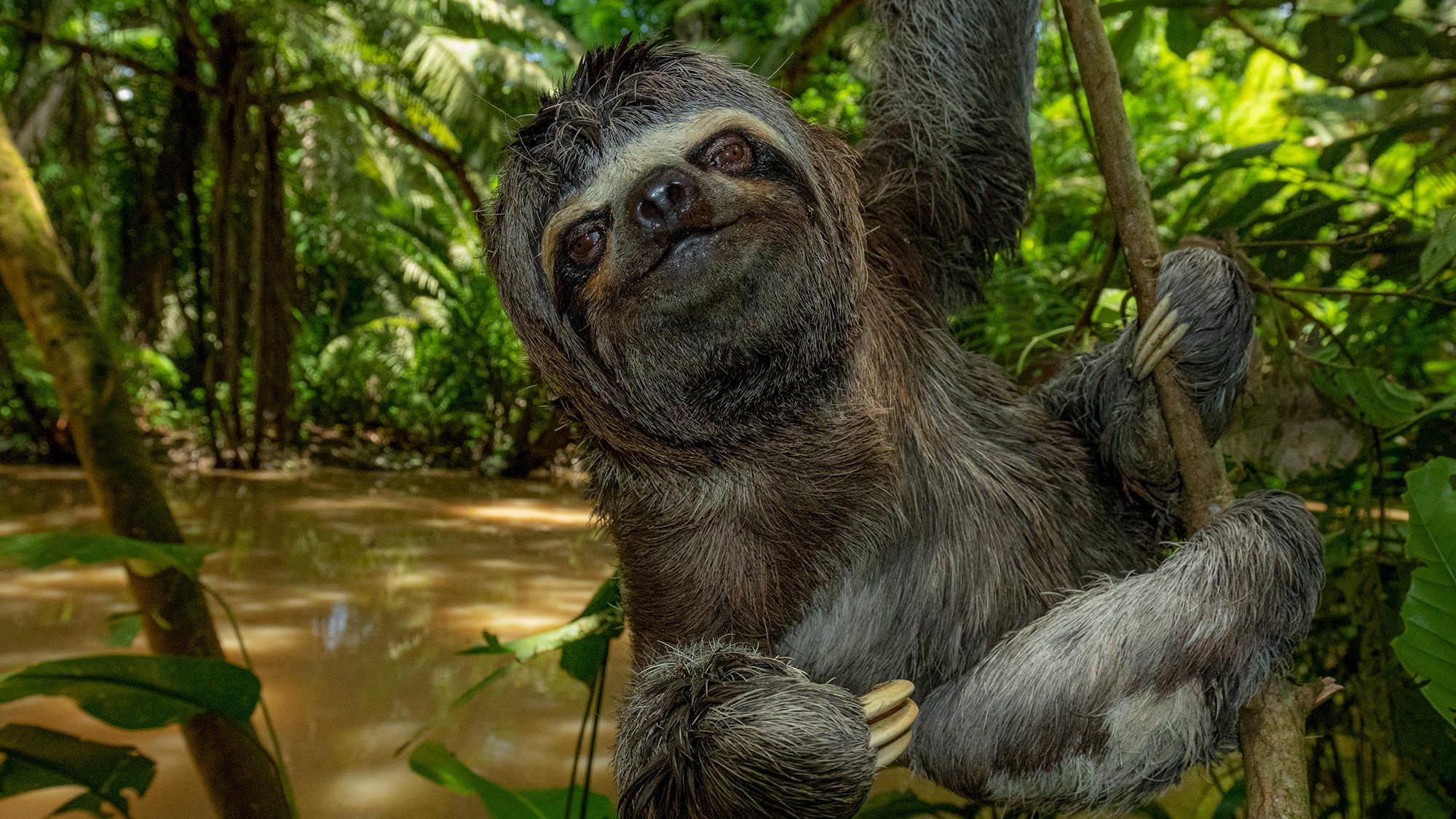 A three-toed sloth clings to a branch over muddy water, surrounded by bright green leaves and tangled roots.