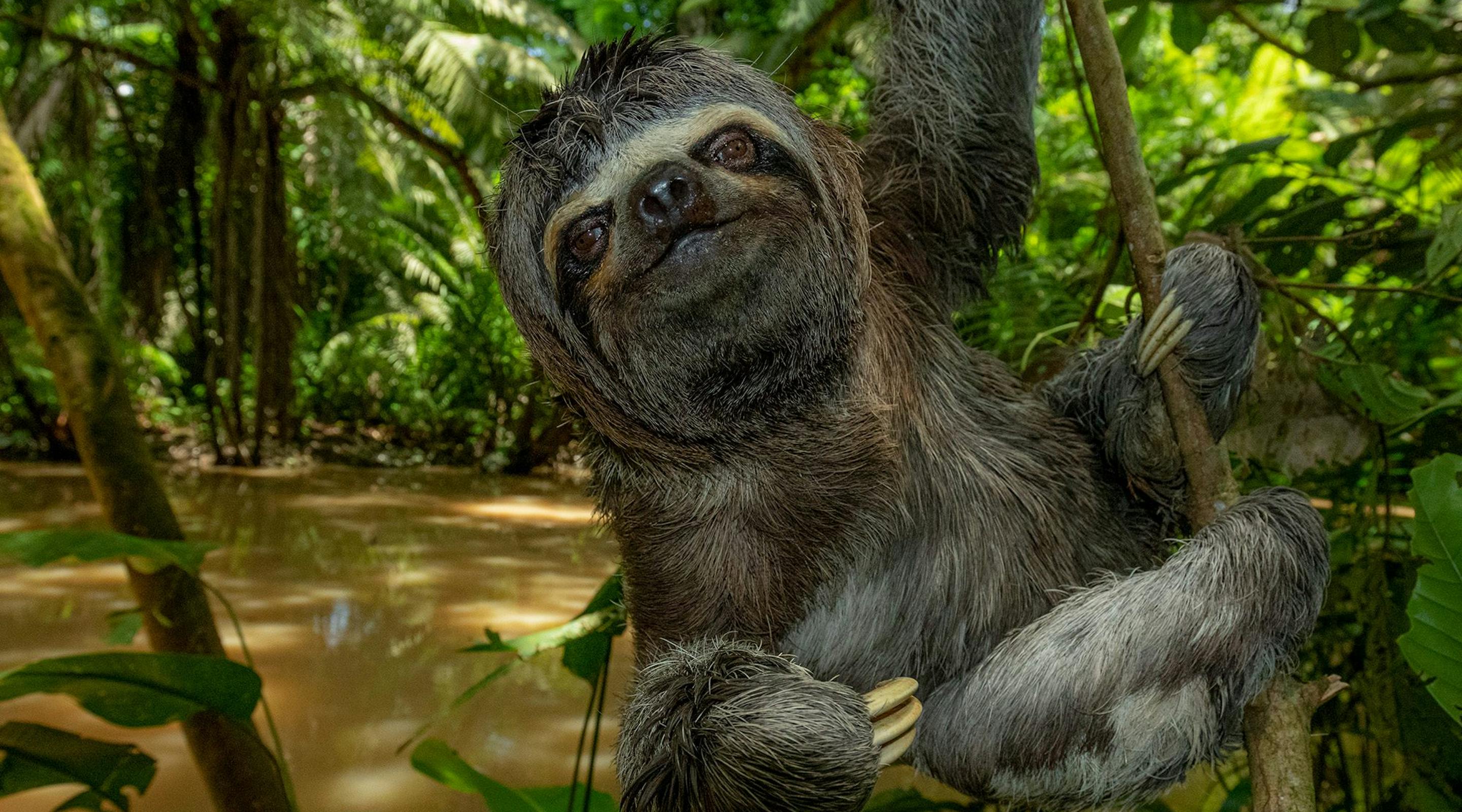 A three-toed sloth clings to a branch over muddy water, surrounded by bright green leaves and tangled roots.