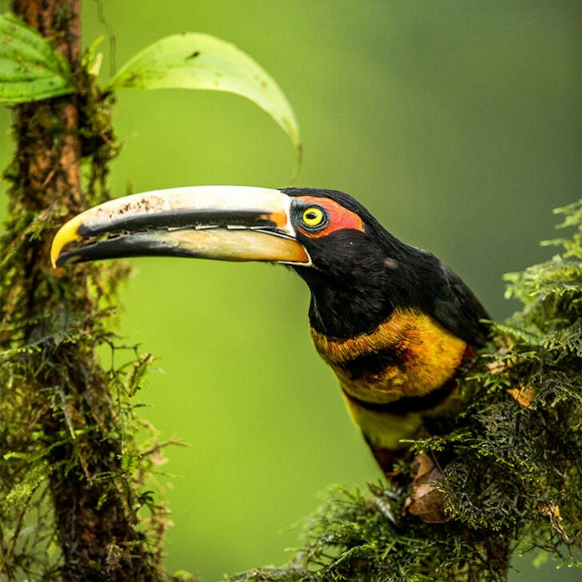 A toucan-like aracari perches on a mossy branch, its pale beak and orange throat bright against green blur.