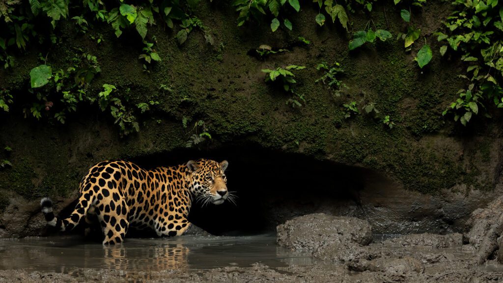 A spotted jaguar stands in shallow water near a dark riverbank overhang, watching quietly from the forest edge.