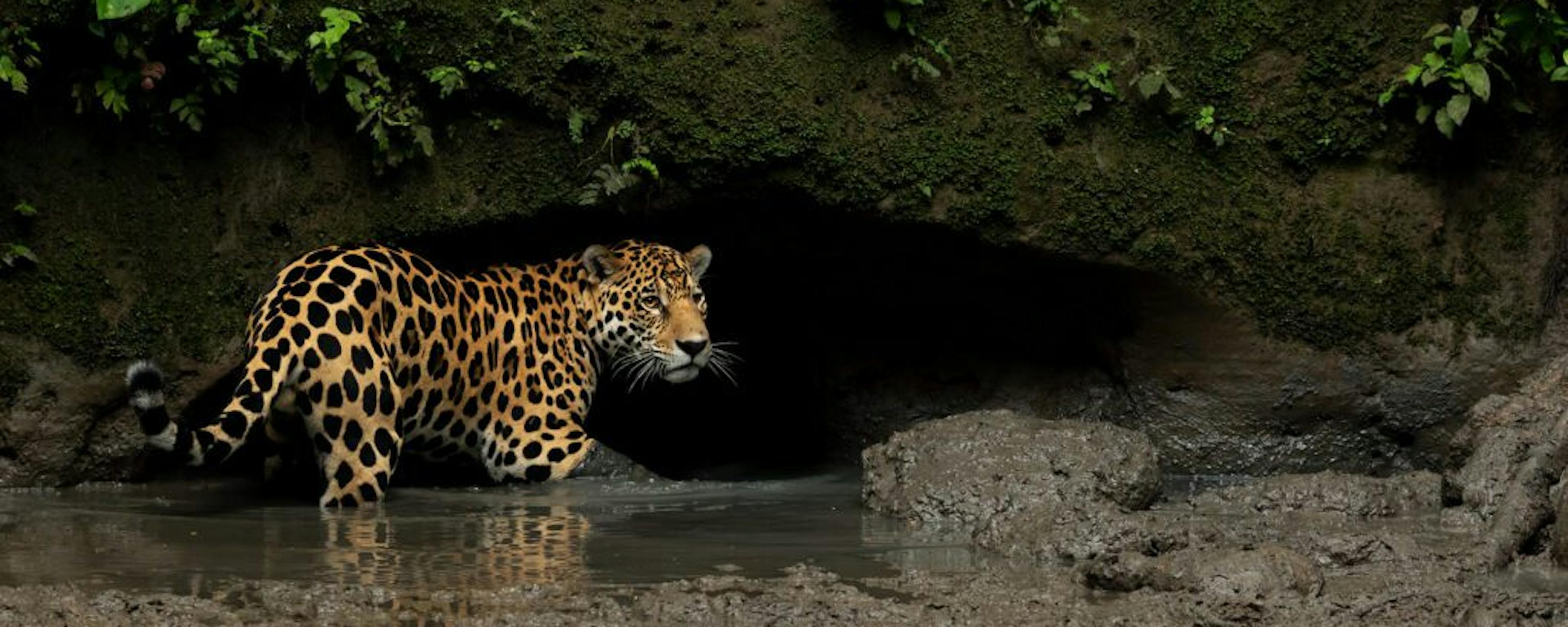 A spotted jaguar stands in shallow water near a dark riverbank overhang, watching quietly from the forest edge.