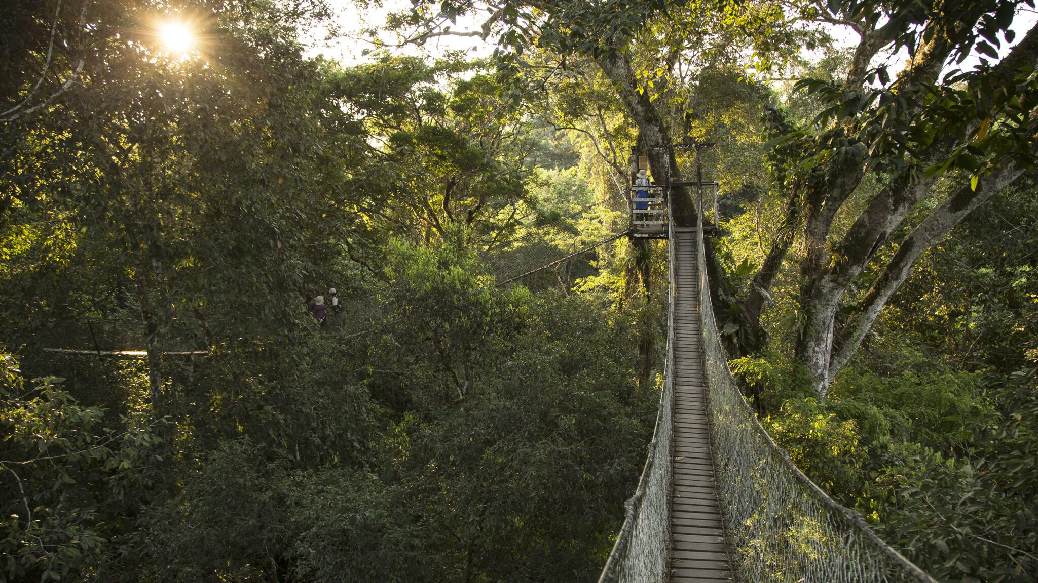 A narrow suspension bridge stretches through dense rainforest canopy, lit by low sun filtering through leaves.