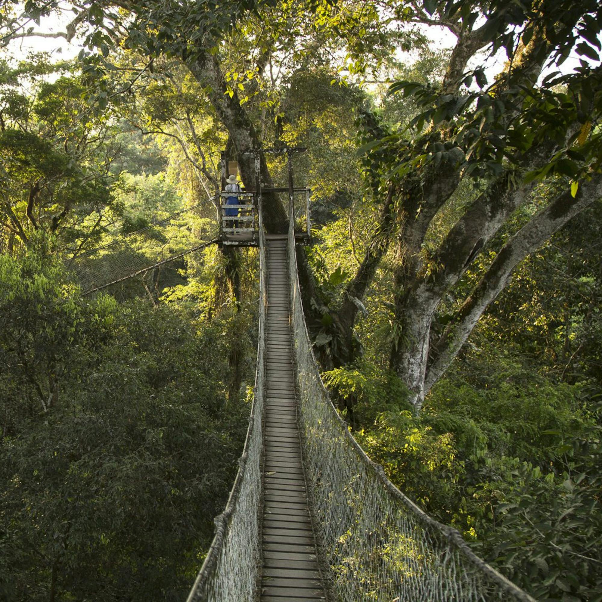 A narrow suspension bridge stretches through dense rainforest canopy, lit by low sun filtering through leaves.