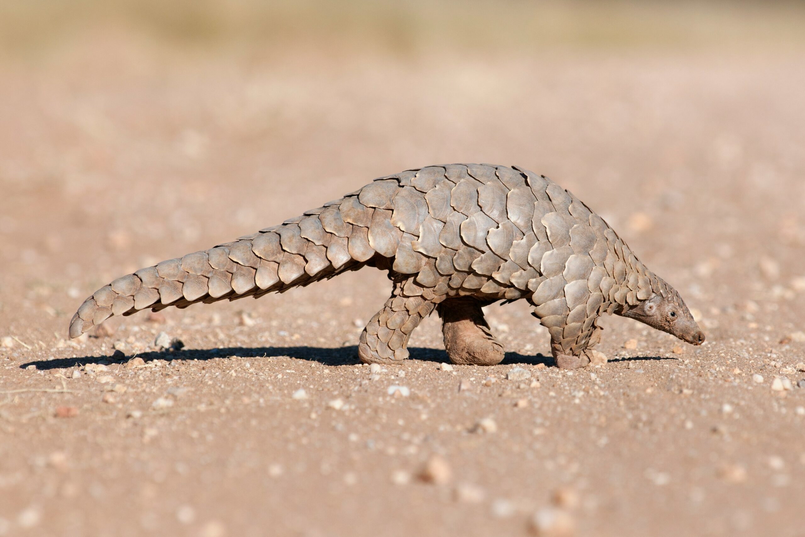 A pangolin walks along a sandy track, tail dragging lightly as it searches the ground in warm afternoon light.