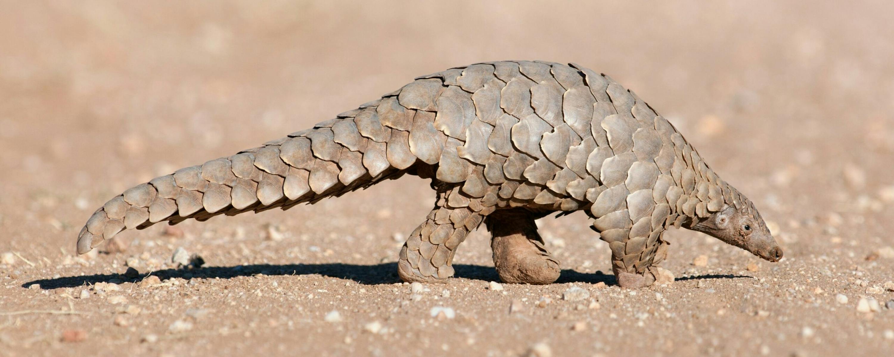 A pangolin walks along a sandy track, tail dragging lightly as it searches the ground in warm afternoon light.