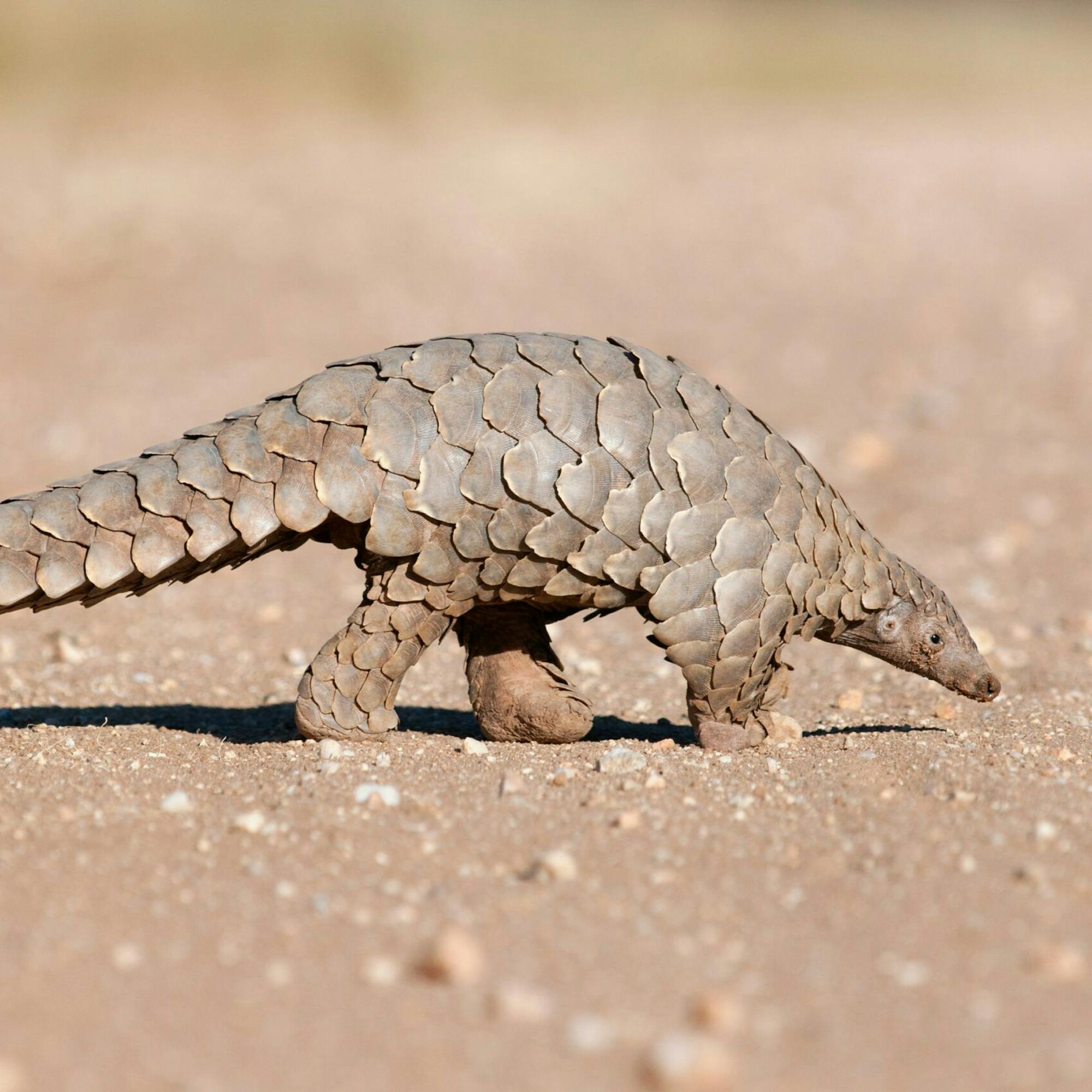 A pangolin walks along a sandy track, tail dragging lightly as it searches the ground in warm afternoon light.