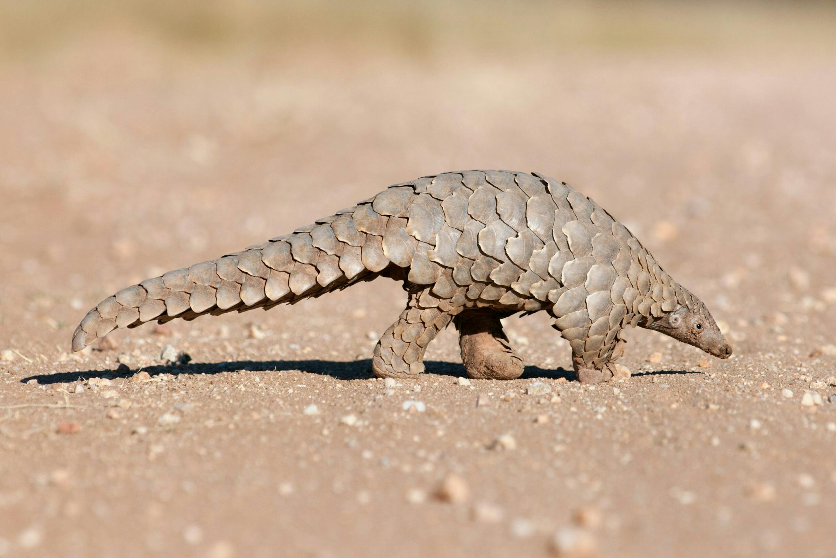A pangolin walks along a sandy track, tail dragging lightly as it searches the ground in warm afternoon light.