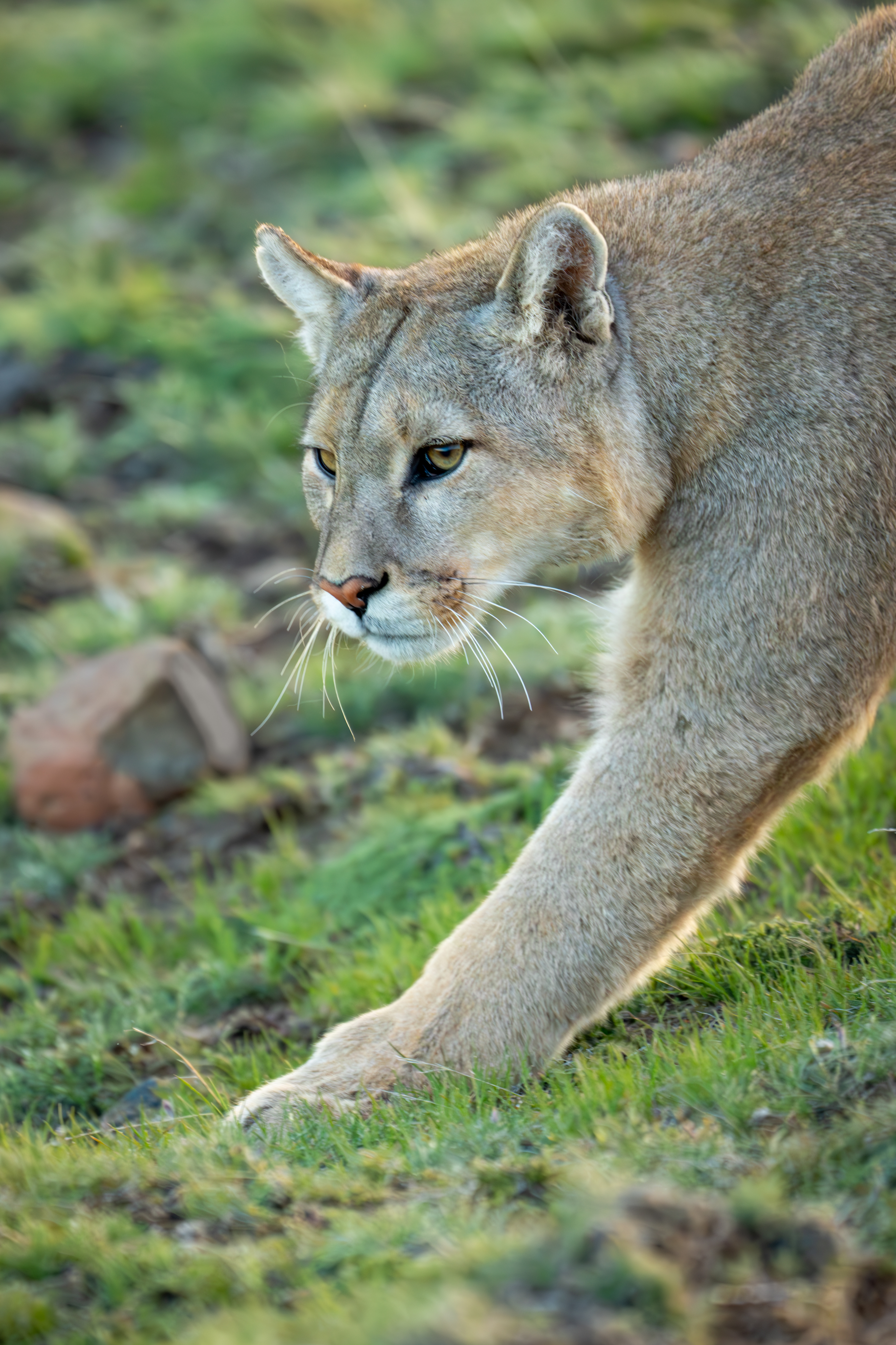 A puma moves low through green brush, eyes focused ahead, its tawny coat catching soft daylight.