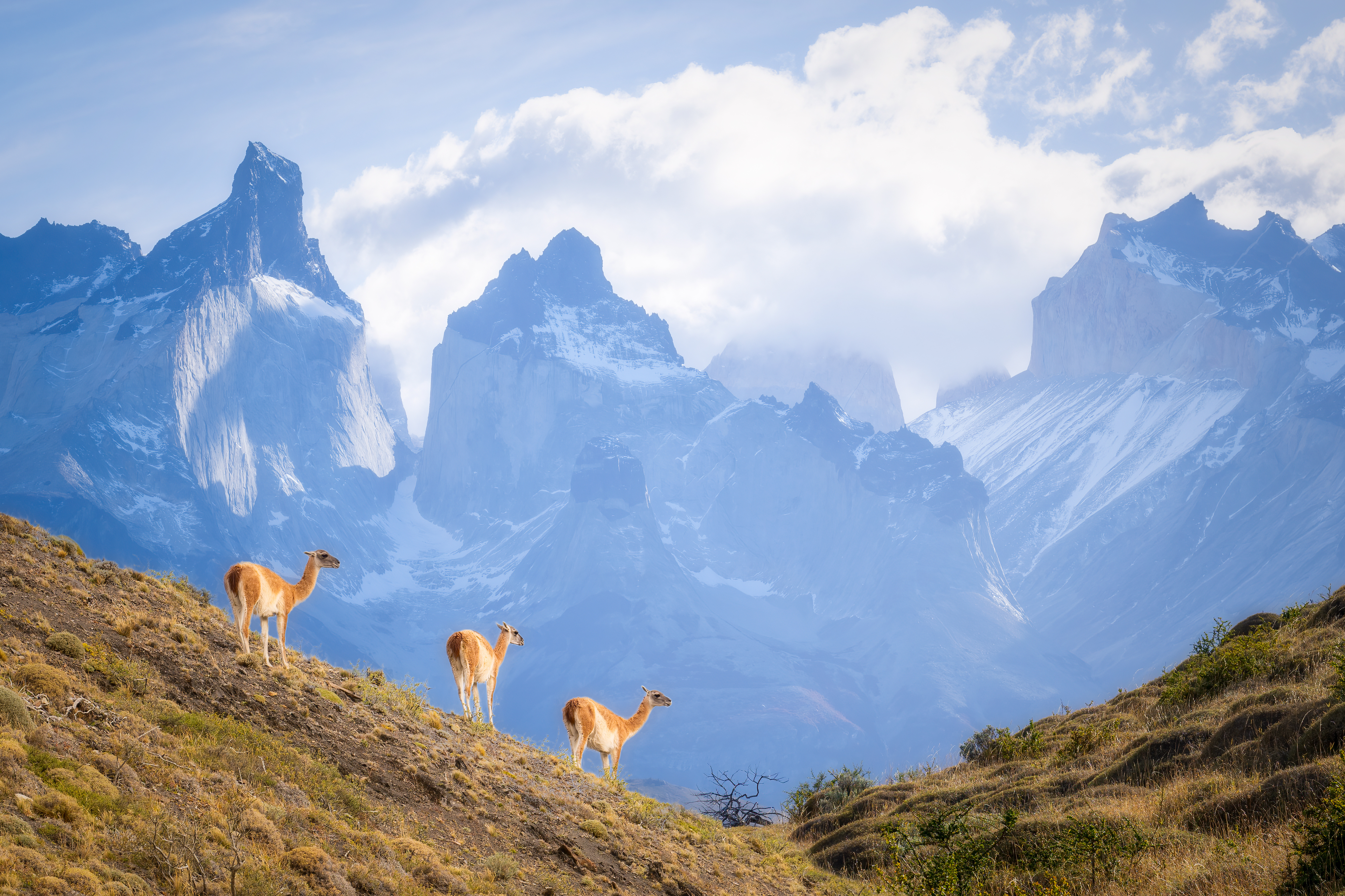 Three guanacos stand on a grassy ridge, with jagged Torres del Paine peaks layered in blue behind them, in Patagonia..