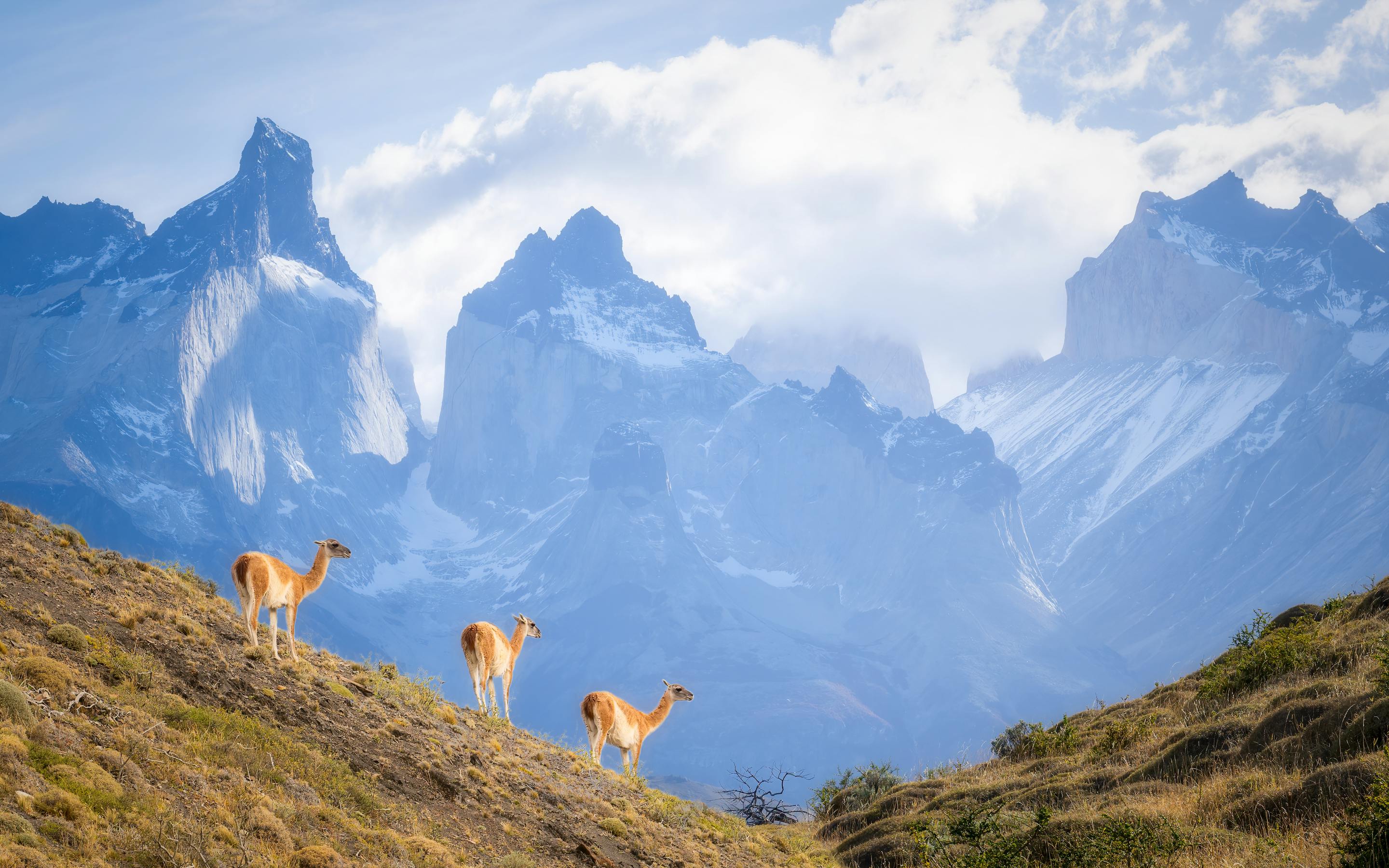 Three guanacos stand on a grassy ridge, with jagged Torres del Paine peaks layered in blue behind them, in Patagonia..