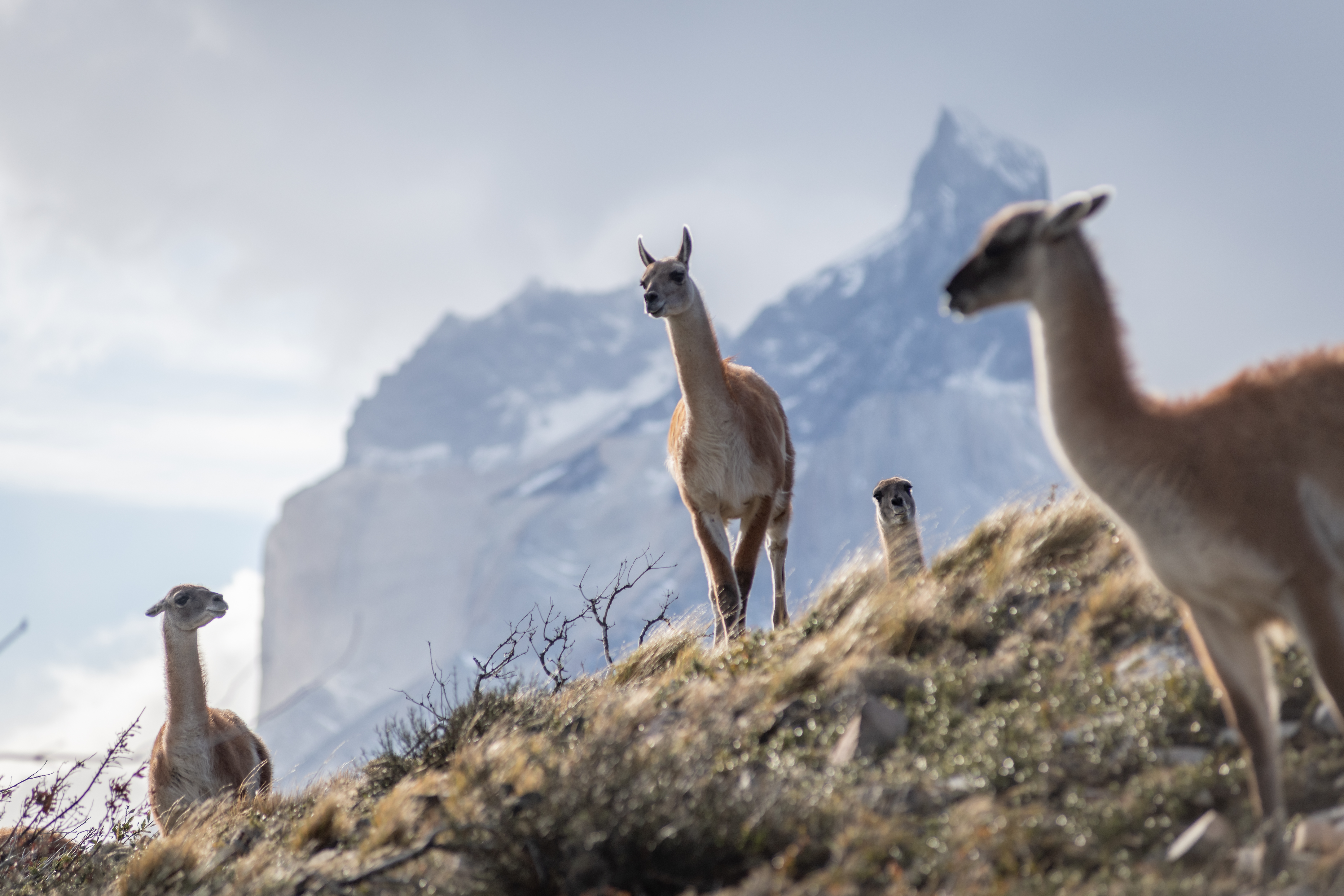 Guanacos stand on a rocky rise, ears alert, with the Torres del Paine massif fading into mist behind them.