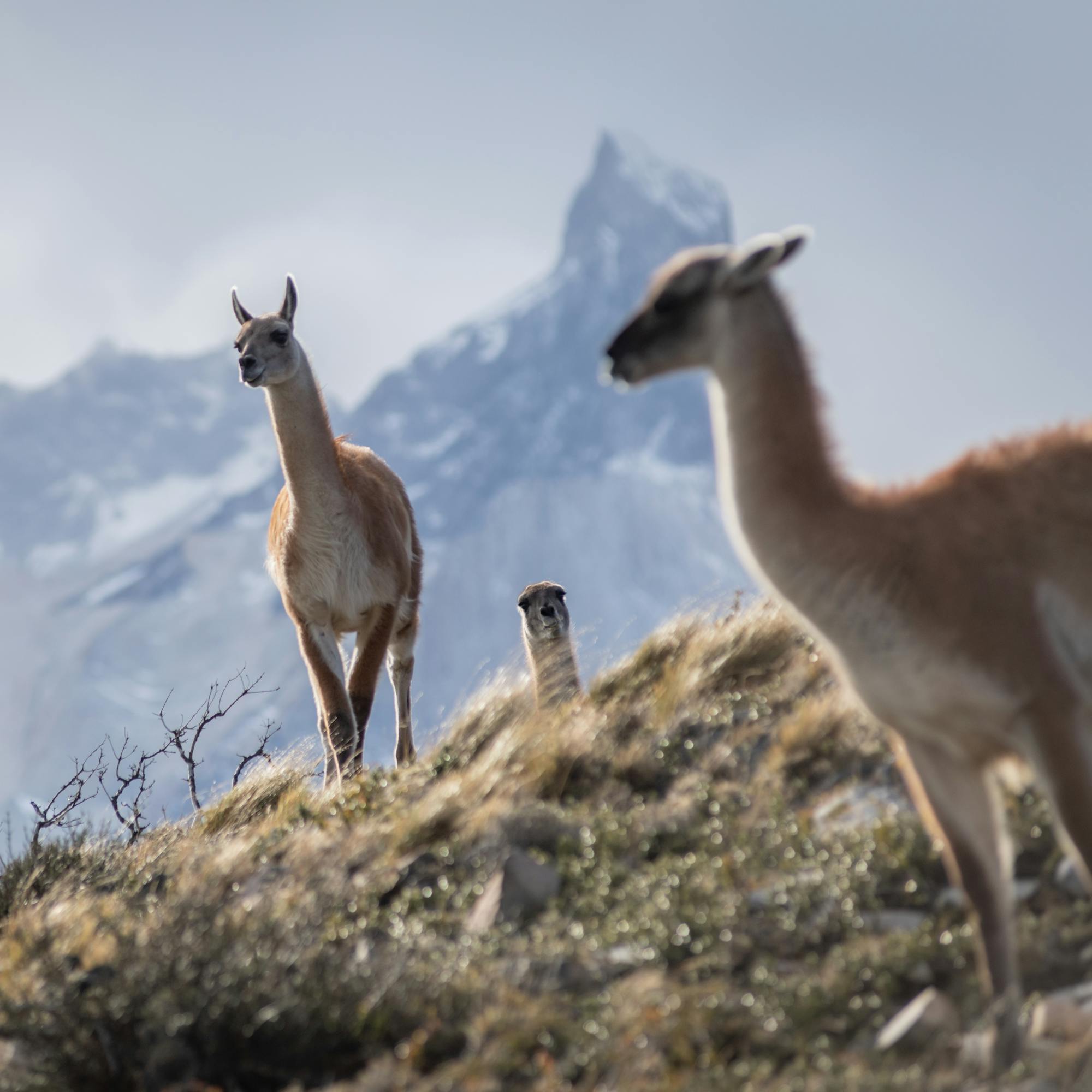 Guanacos stand on a rocky rise, ears alert, with the Torres del Paine massif fading into mist behind them.