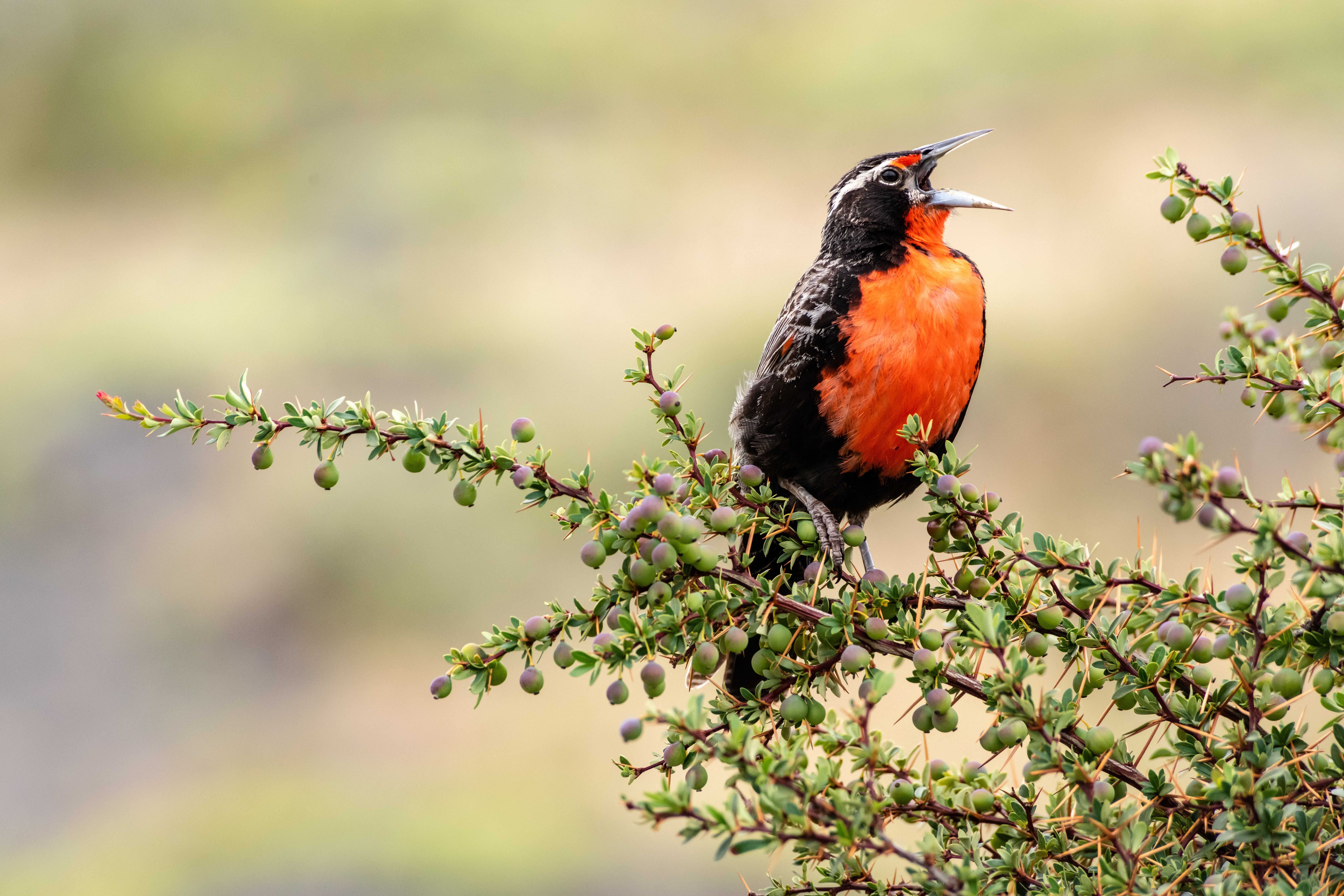 A red-breasted bird perches on a thorny branch with beak open, set against a softly blurred plain, with rugged peaks beyond.