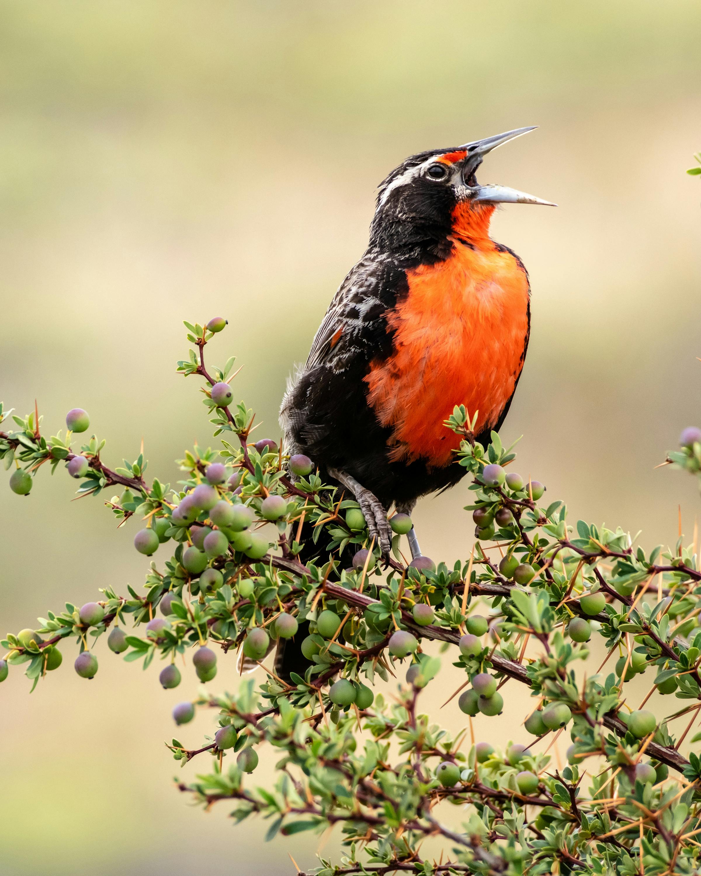 A red-breasted bird perches on a thorny branch with beak open, set against a softly blurred plain, with rugged peaks beyond.