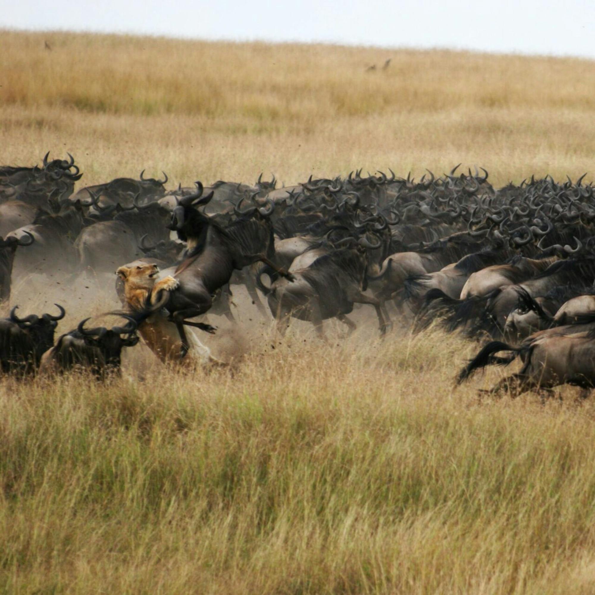 Wildebeest and a lion run across the plains during the Great Migration.