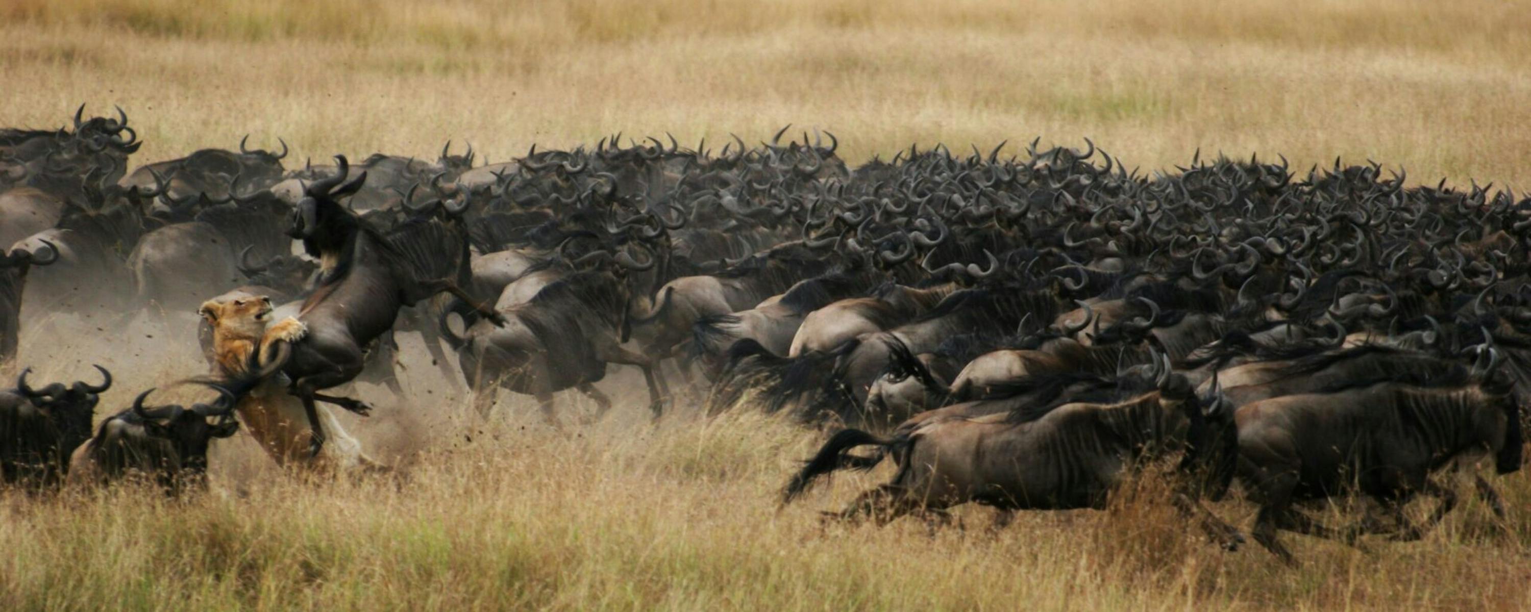 Wildebeest and a lion run across the plains during the Great Migration.