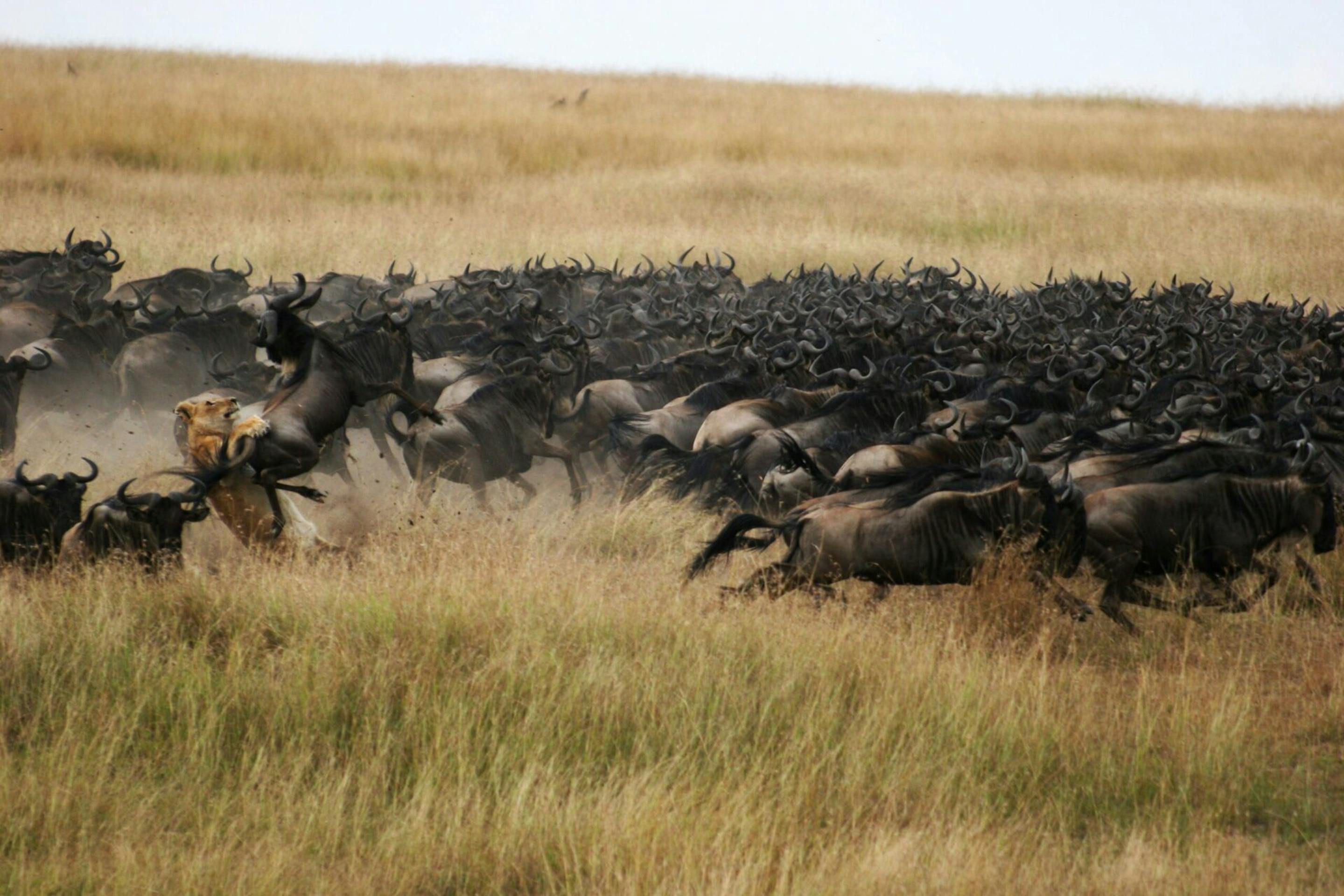 Wildebeest and a lion run across the plains during the Great Migration.