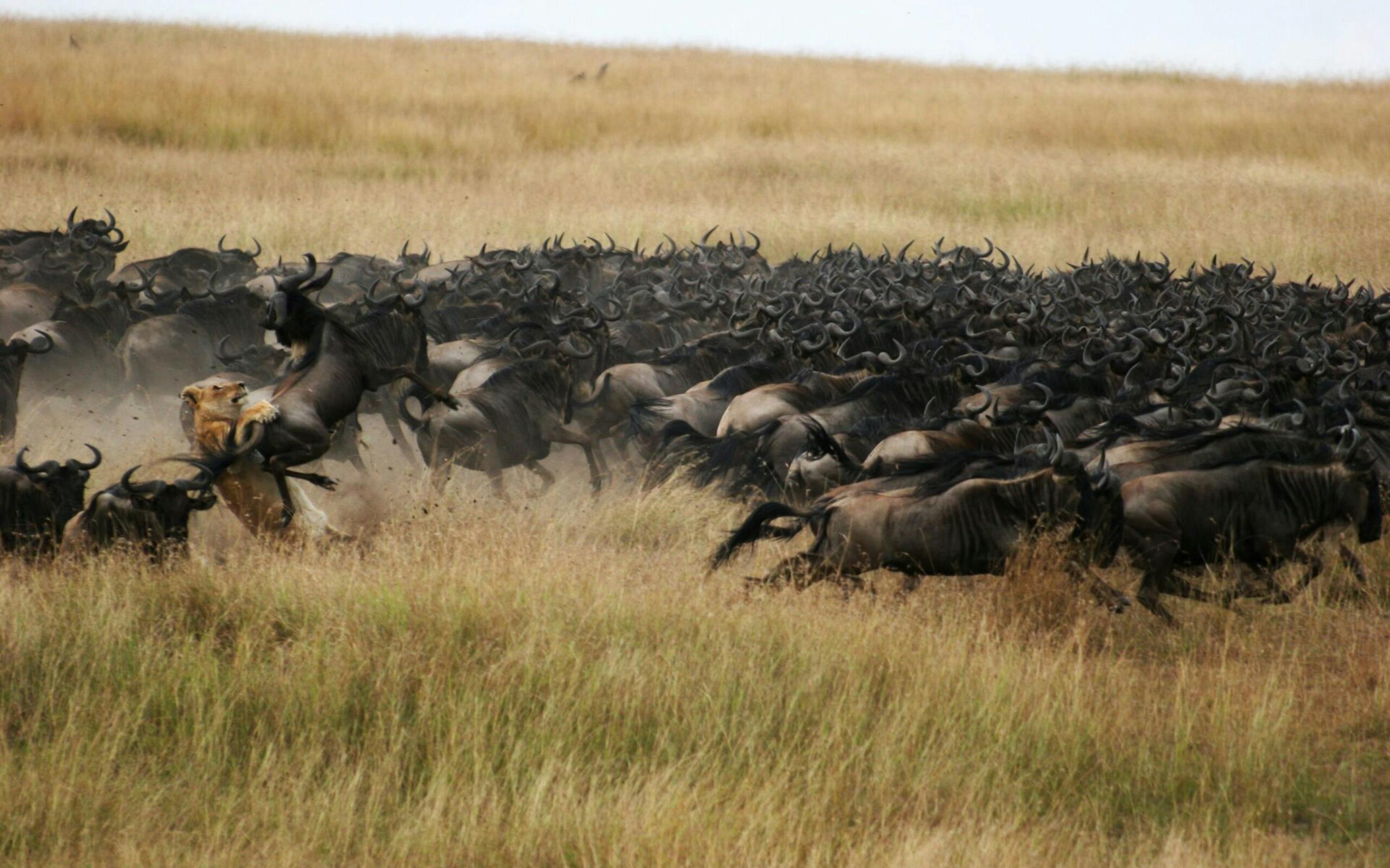 Wildebeest and a lion run across the plains during the Great Migration.