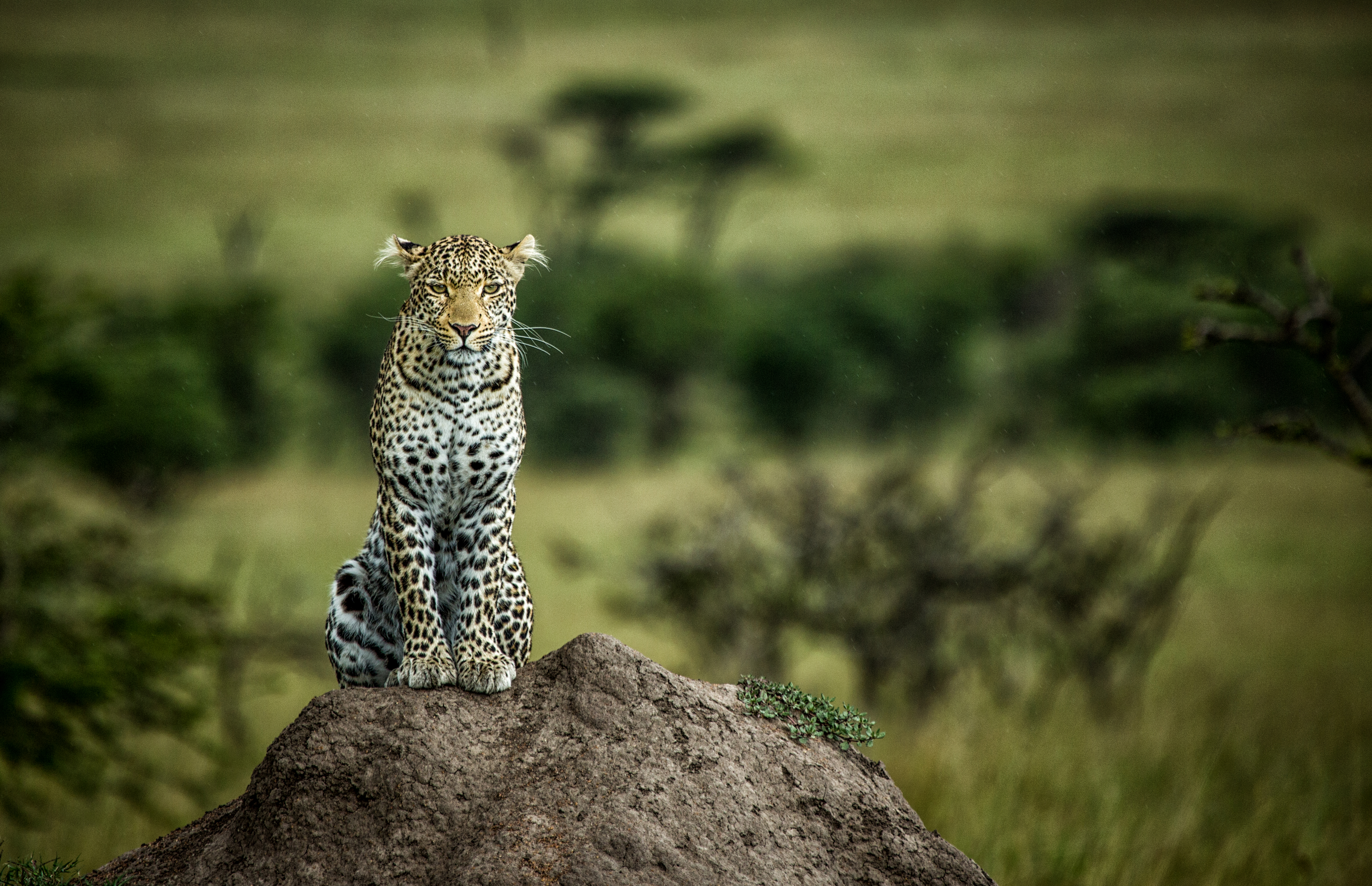 A leopard sits atop a rocky termite mound above green savanna, watching the Maasai Mara below in warm golden light.