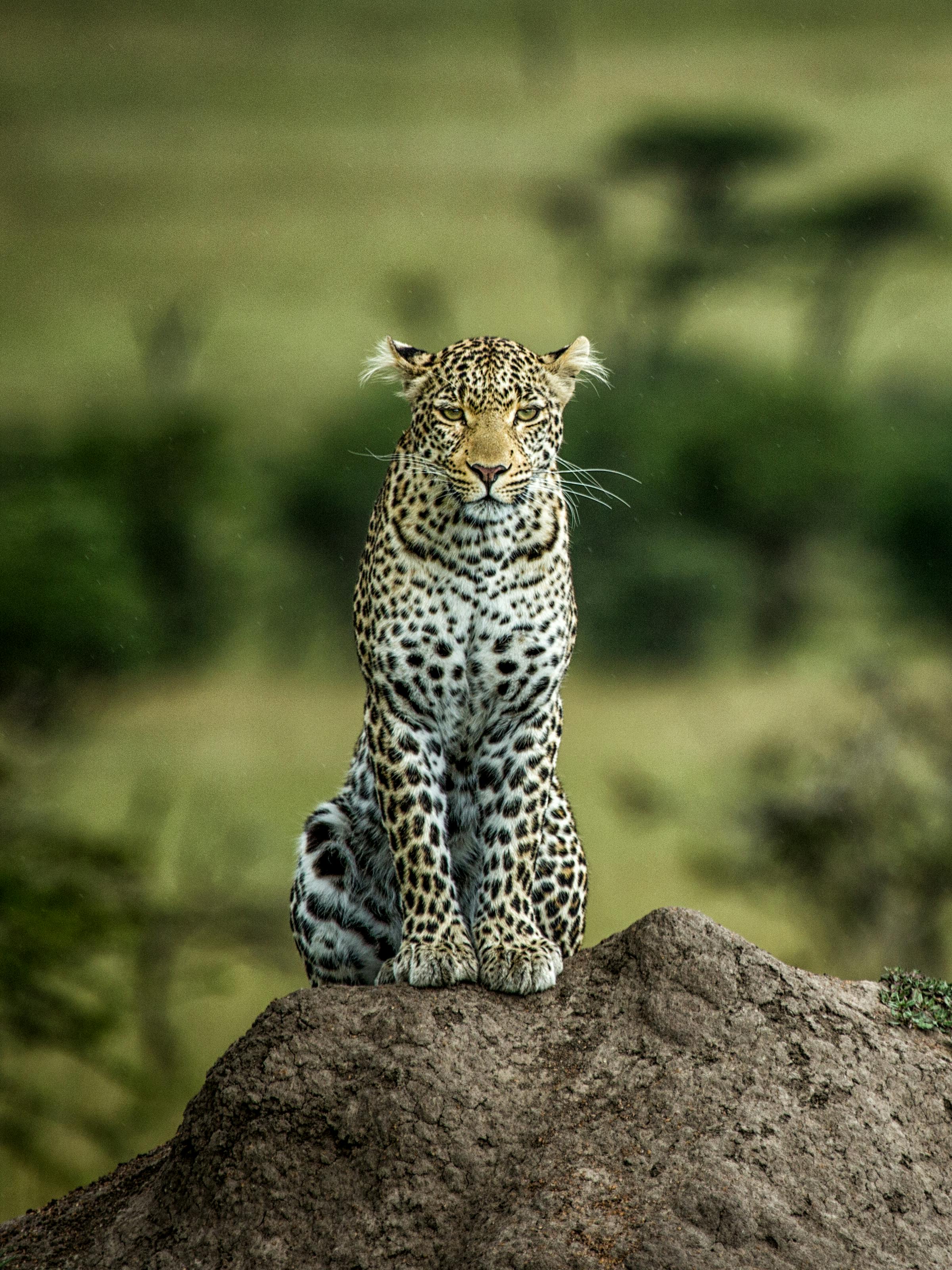 A leopard sits atop a rocky termite mound above green savanna, watching the Maasai Mara below in warm golden light.