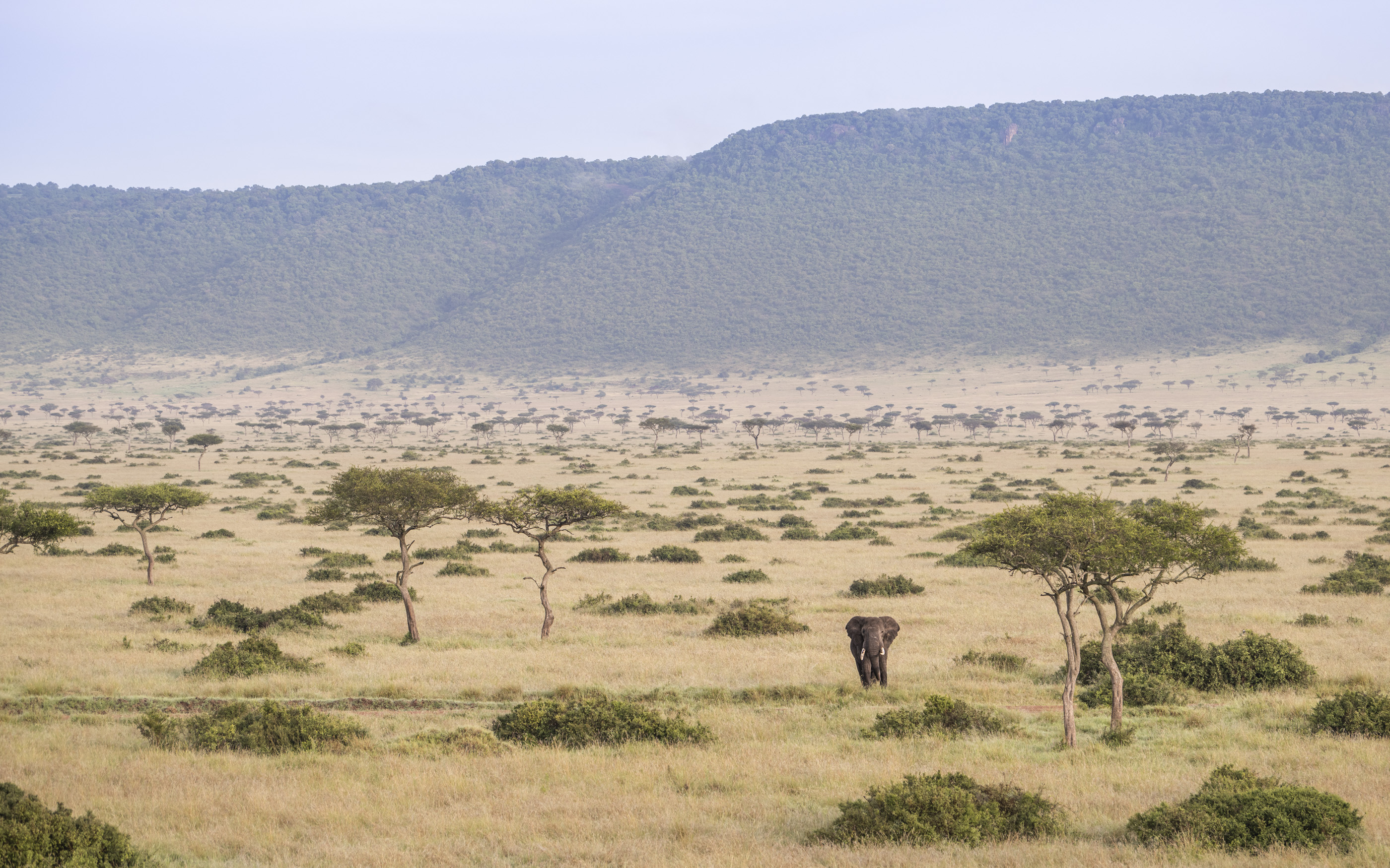 An elephant crosses open savanna toward a distant blue ridge, with scattered trees and shrubs across the plain.