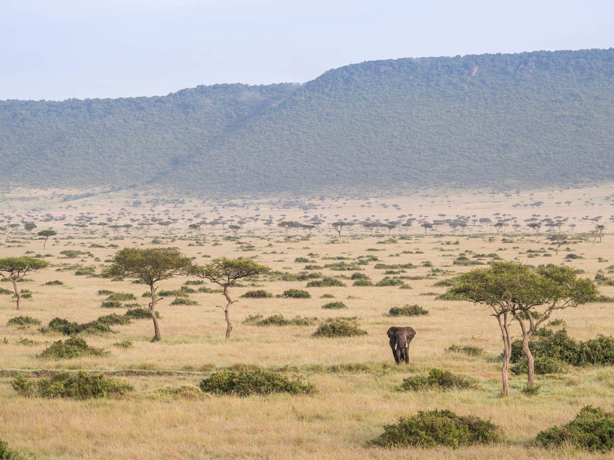 An elephant crosses open savanna toward a distant blue ridge, with scattered trees and shrubs across the plain.