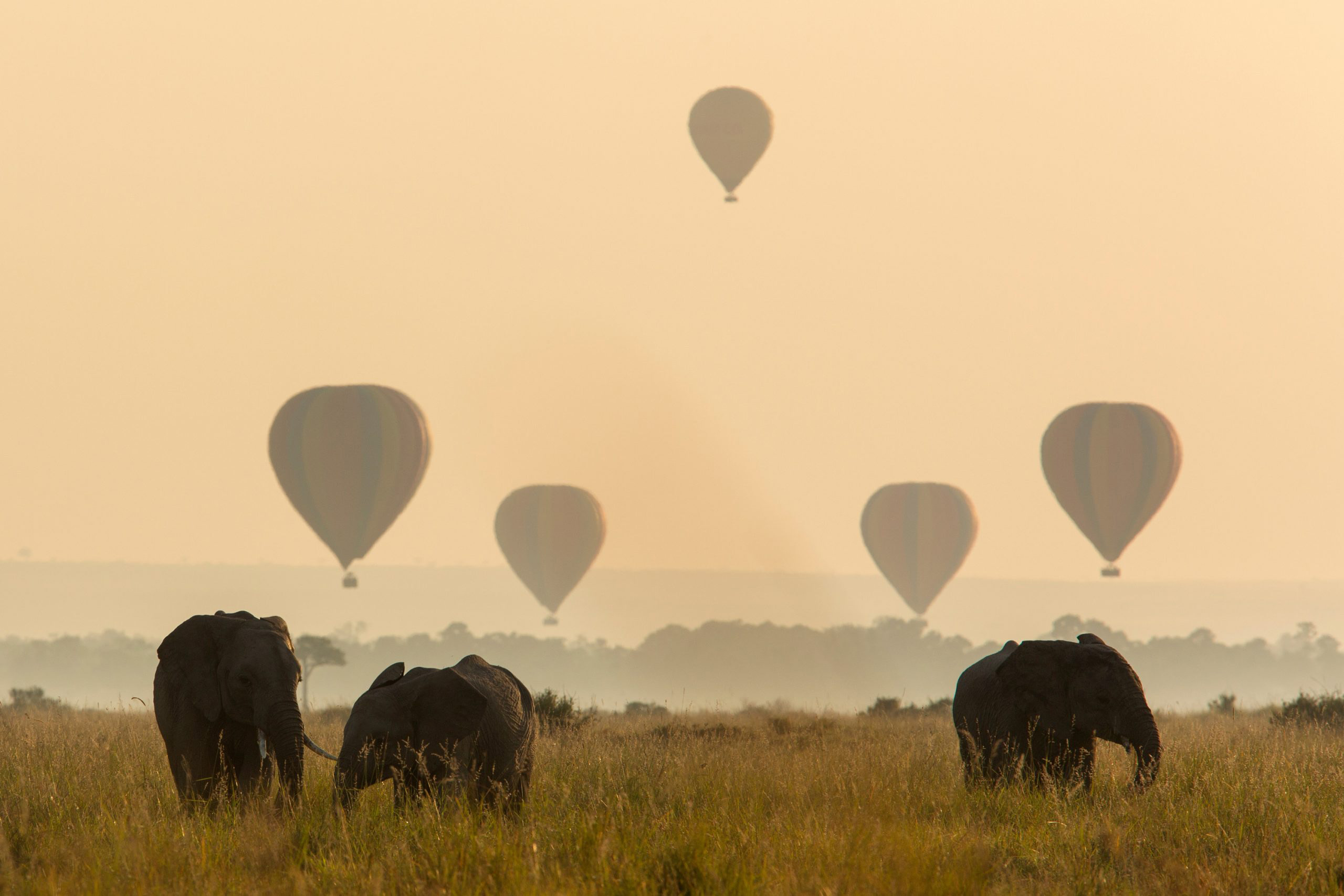 Elephants graze on the misty Mara as hot air balloons drift overhead, silhouettes fading into sunrise haze.