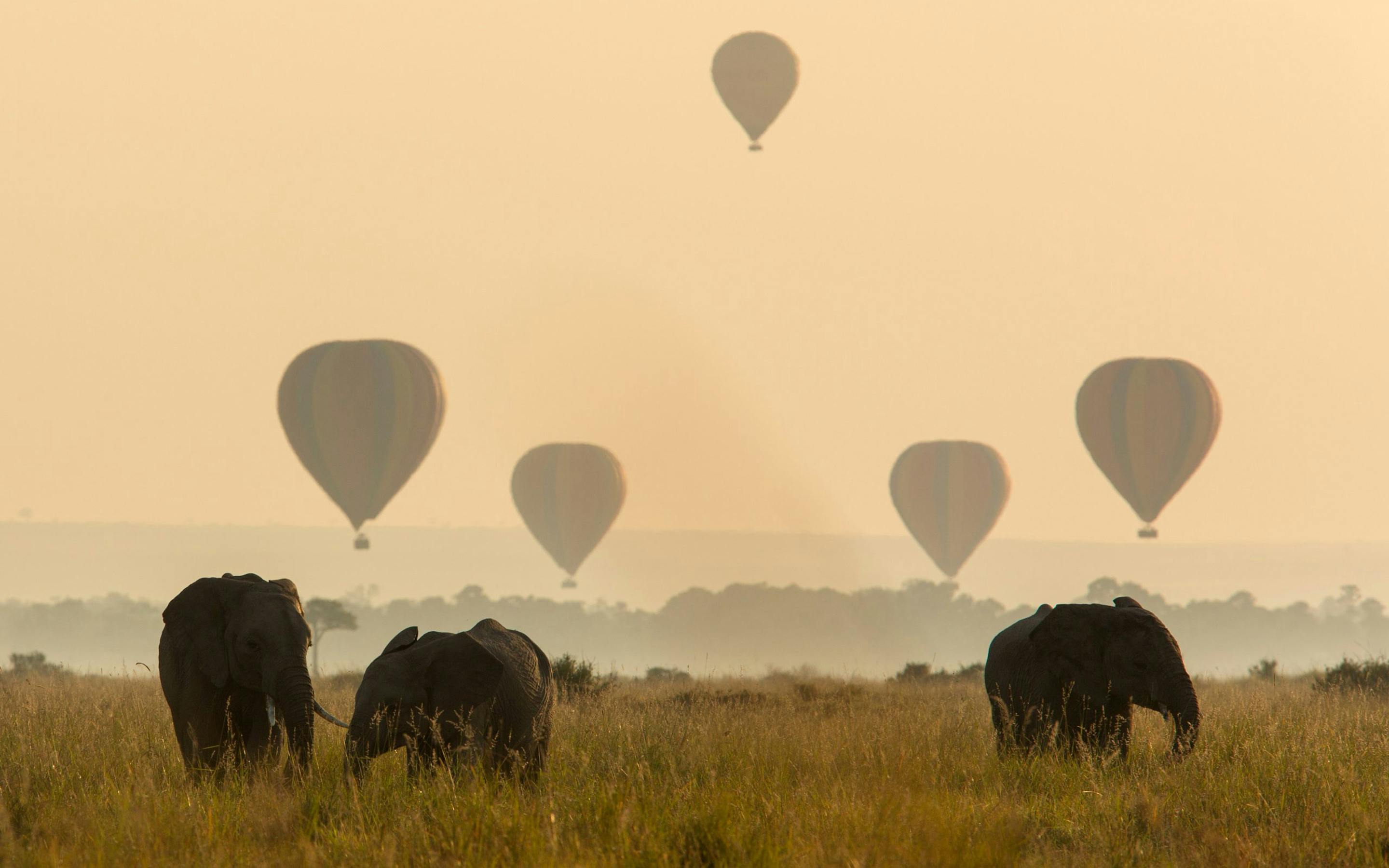 Elephants graze on the misty Mara as hot air balloons drift overhead, silhouettes fading into sunrise haze.