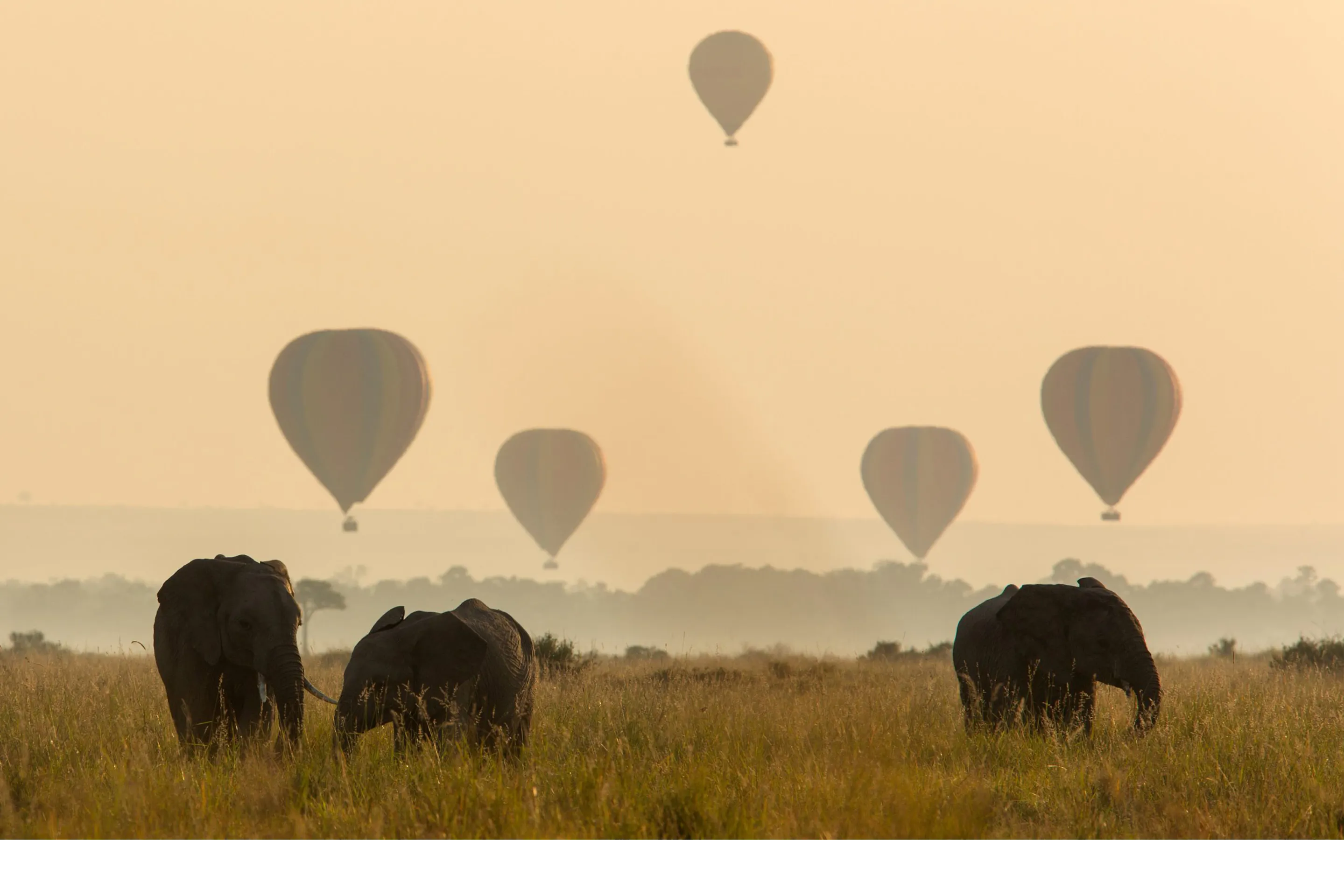 Elephants graze on the misty Mara as hot air balloons drift overhead, silhouettes fading into sunrise haze.