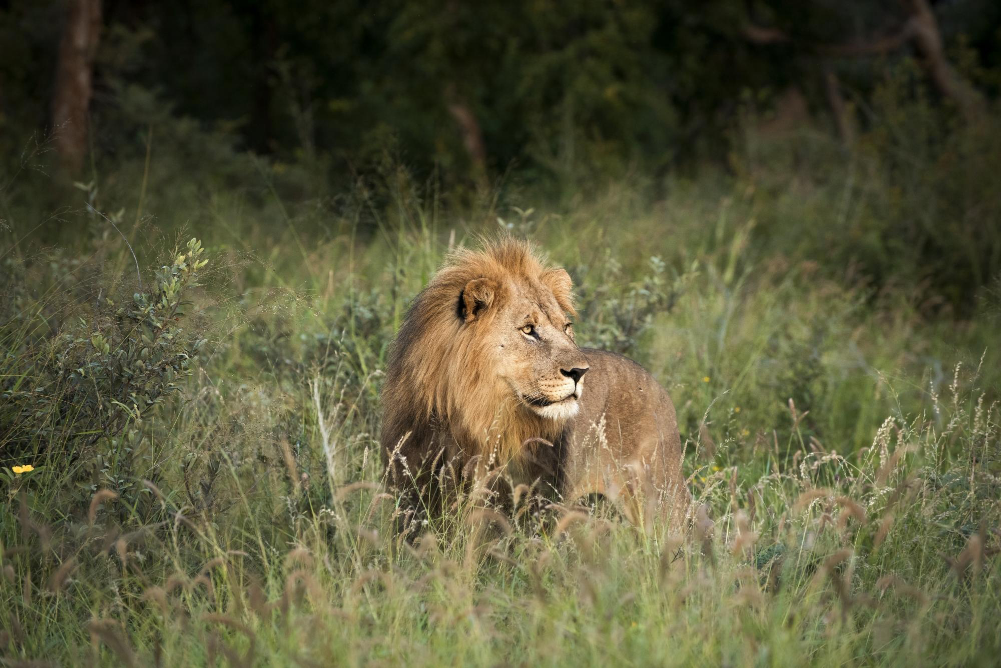 A male lion lies in tall grass at dusk, mane ruffled as it watches the bushveld in fading light.