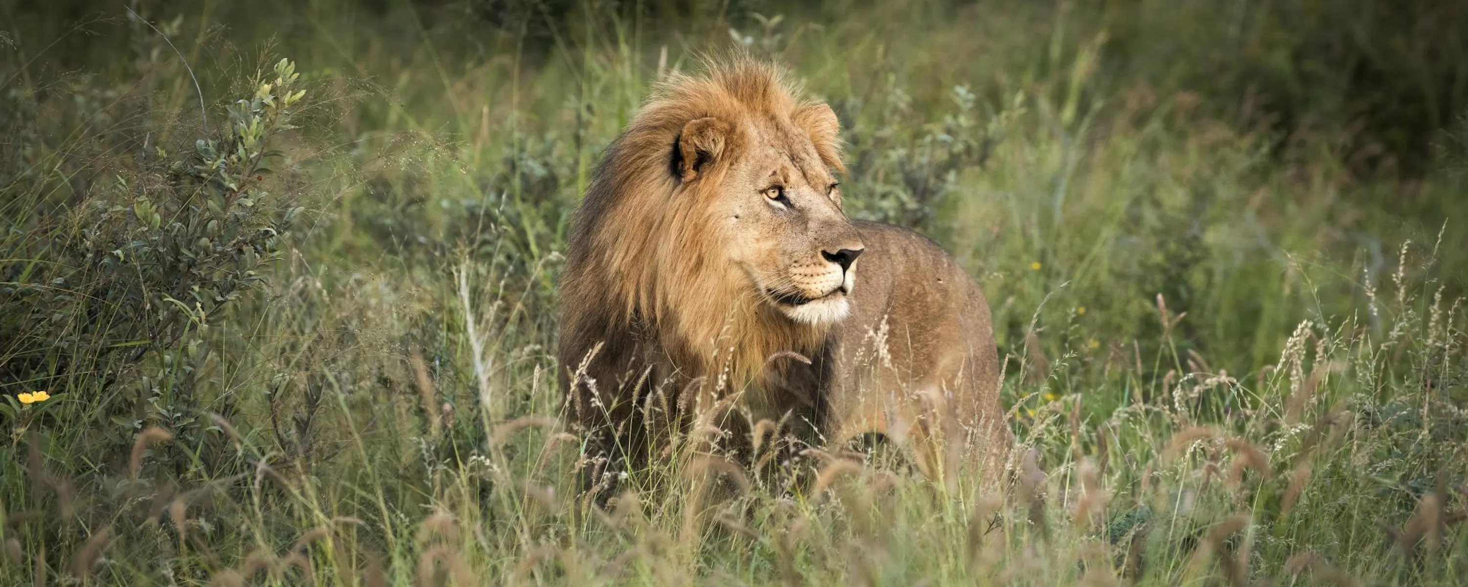 A male lion lies in tall grass at dusk, mane ruffled as it watches the bushveld in fading light.