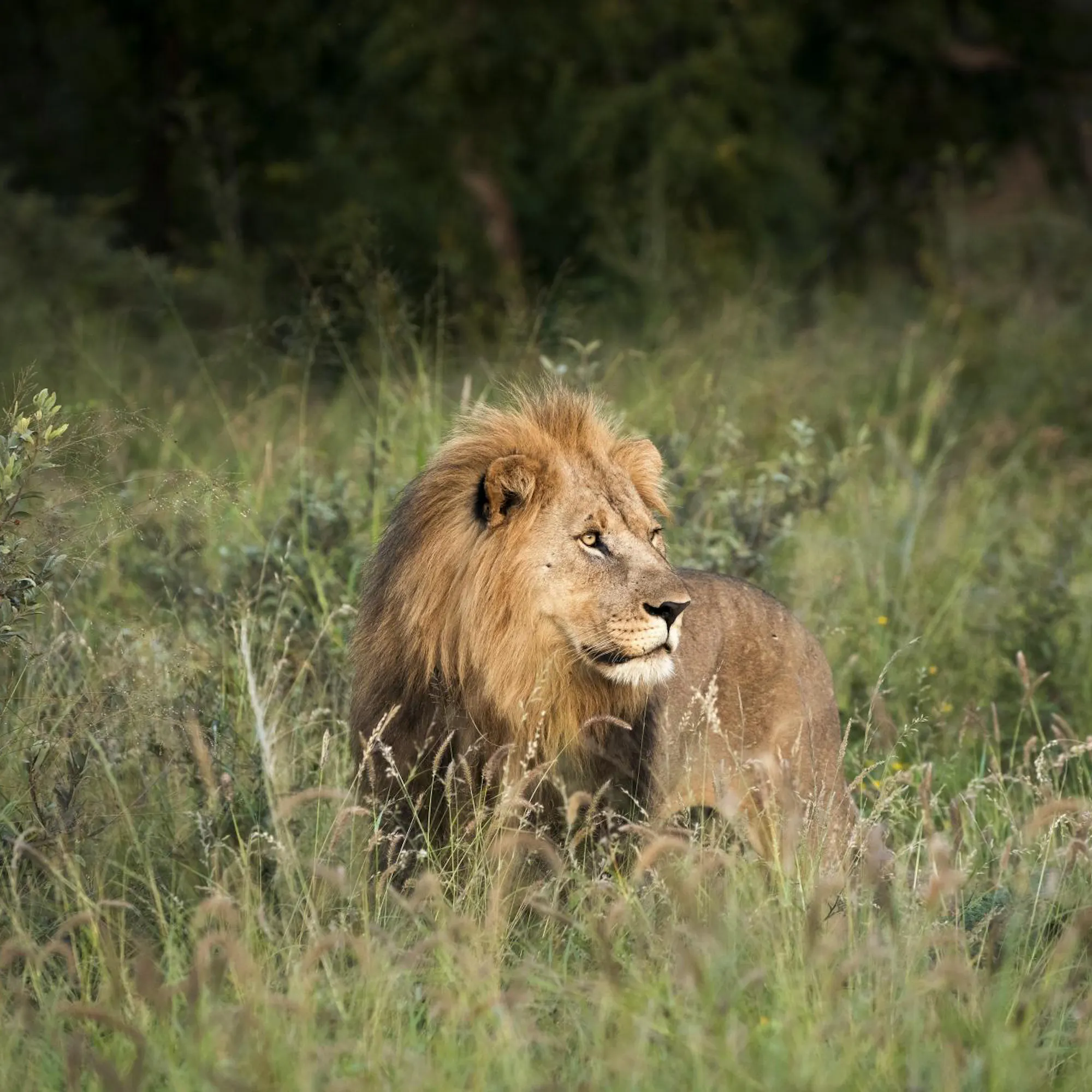 A male lion lies in tall grass at dusk, mane ruffled as it watches the bushveld in fading light.